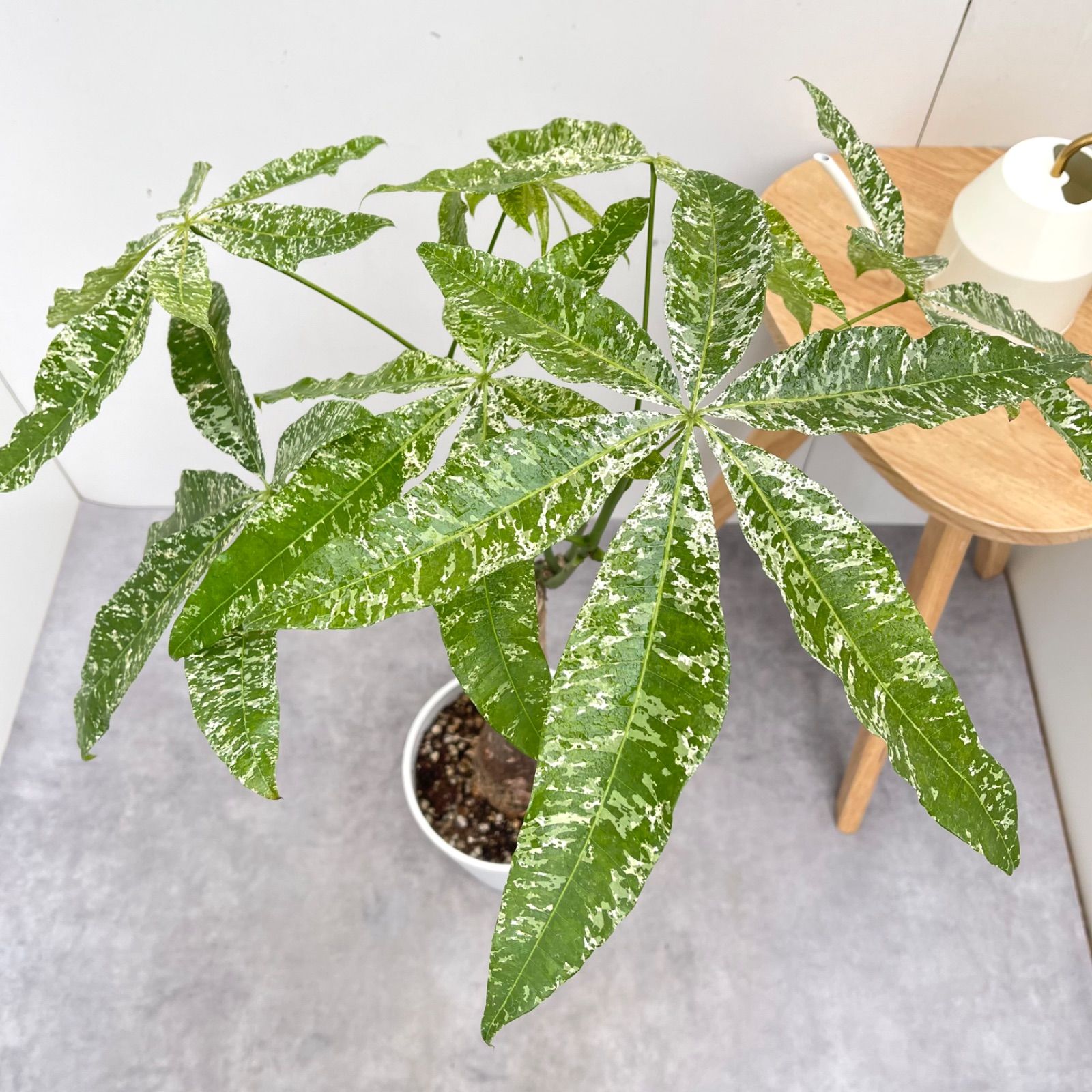 新規購入パキラ ミルキーウェイ 接木 2【現品】観葉植物 室内 7号【お