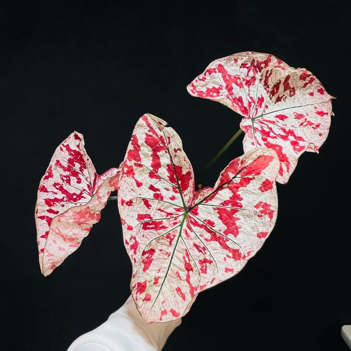 大株】Caladium The Only One In the Universeカラジウム ユニバース