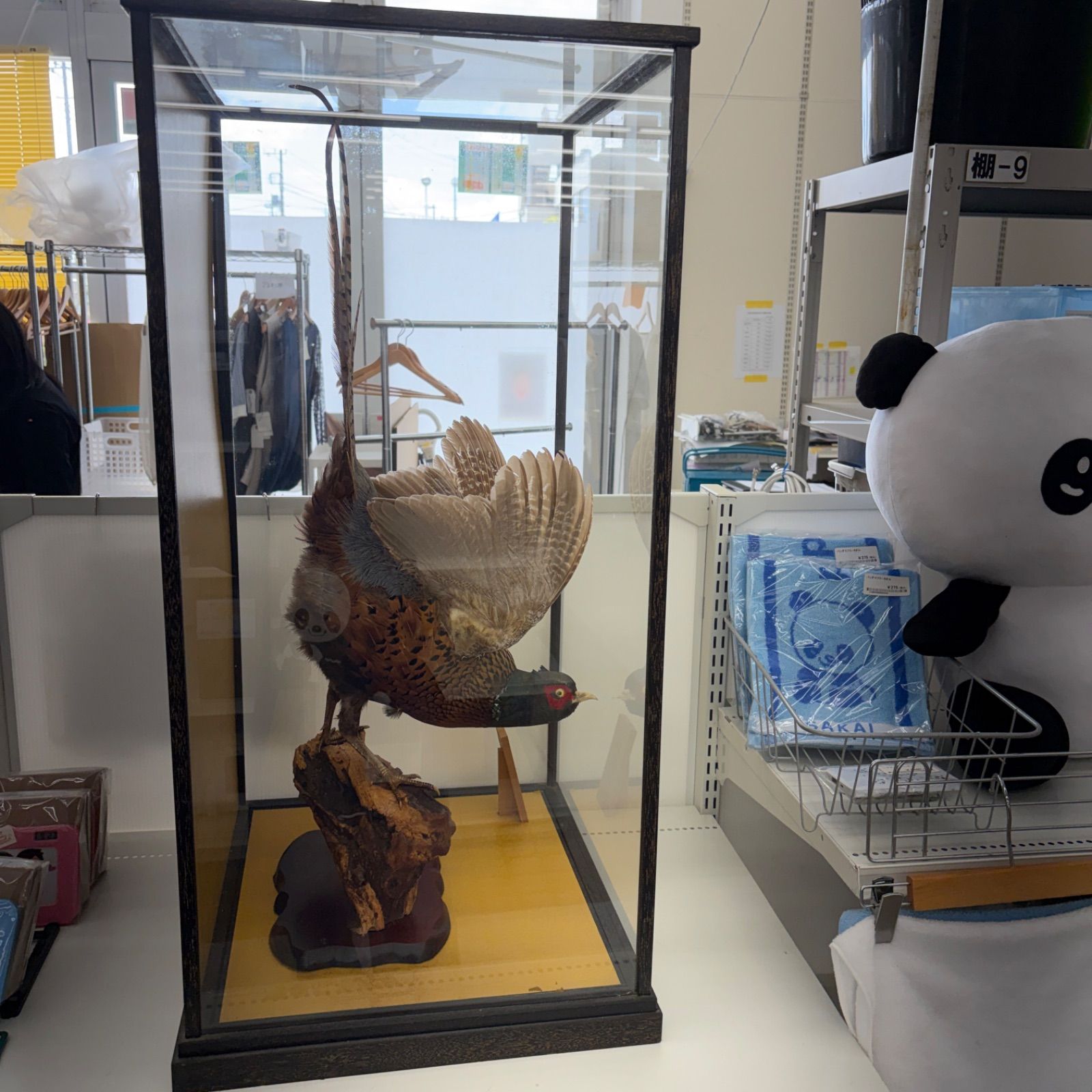 リユースのサカイ東金店 鷹 ハクセイ ＴＪ18546 ☆リユースのサカイ東金店☆ 鷹 ハクセイ 管理260416-07 - メルカリ