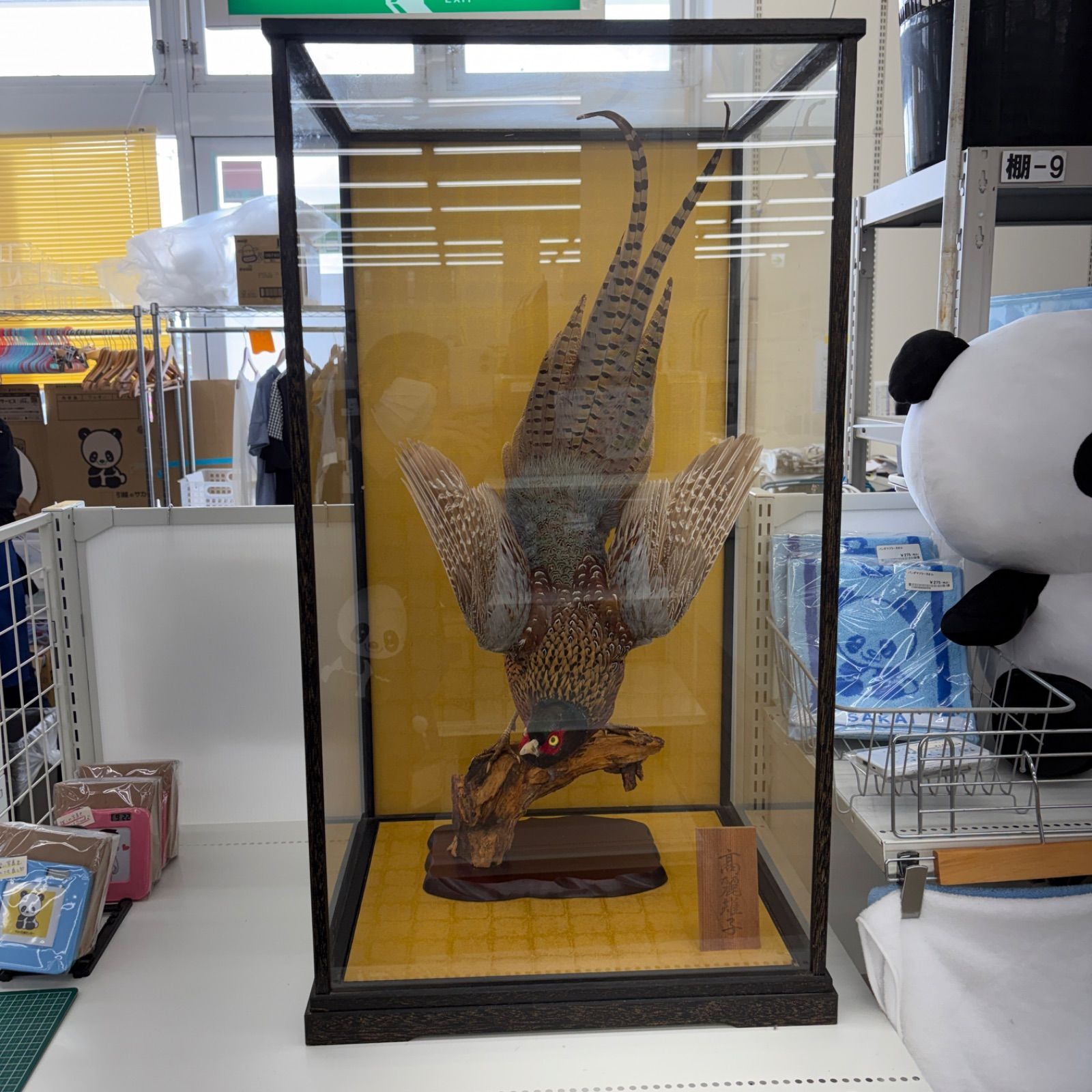 リユースのサカイ東金店 鷹 ハクセイ ＴＪ18546 ☆リユースのサカイ東金店☆ 鷹 ハクセイ 管理260416-07 - メルカリ