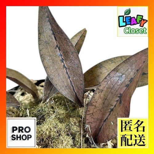 観葉植物　エウフィア マクラタ(Oeceoclades monophylla) 3号スリット鉢(現品)　インテリアグリーン 室内園芸 おしゃれ 可愛い かわいい(507117)