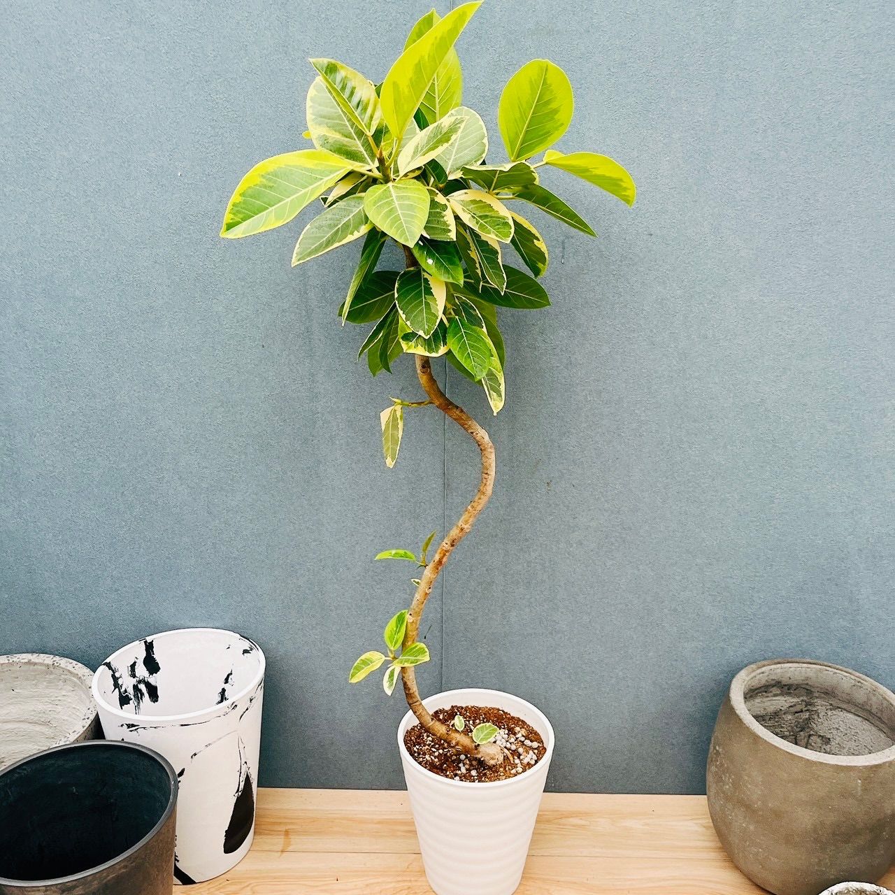 現品］92番 フィカス アルテシマ 8号 観葉植物 室内 大型 ゴムの木