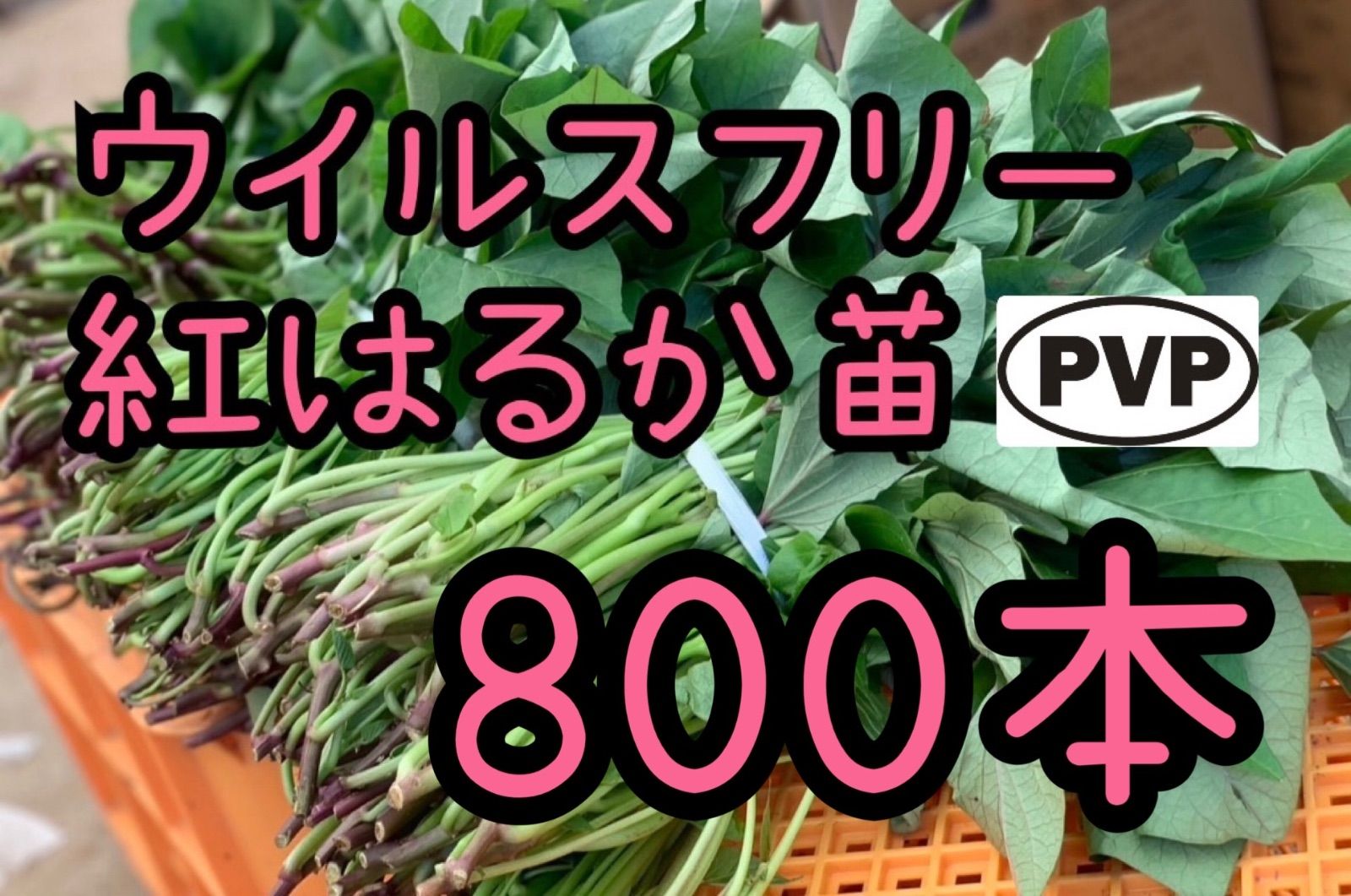 特選品】紅はるか苗 ☆ 800本 6月下旬から発送開始 - メルカリ