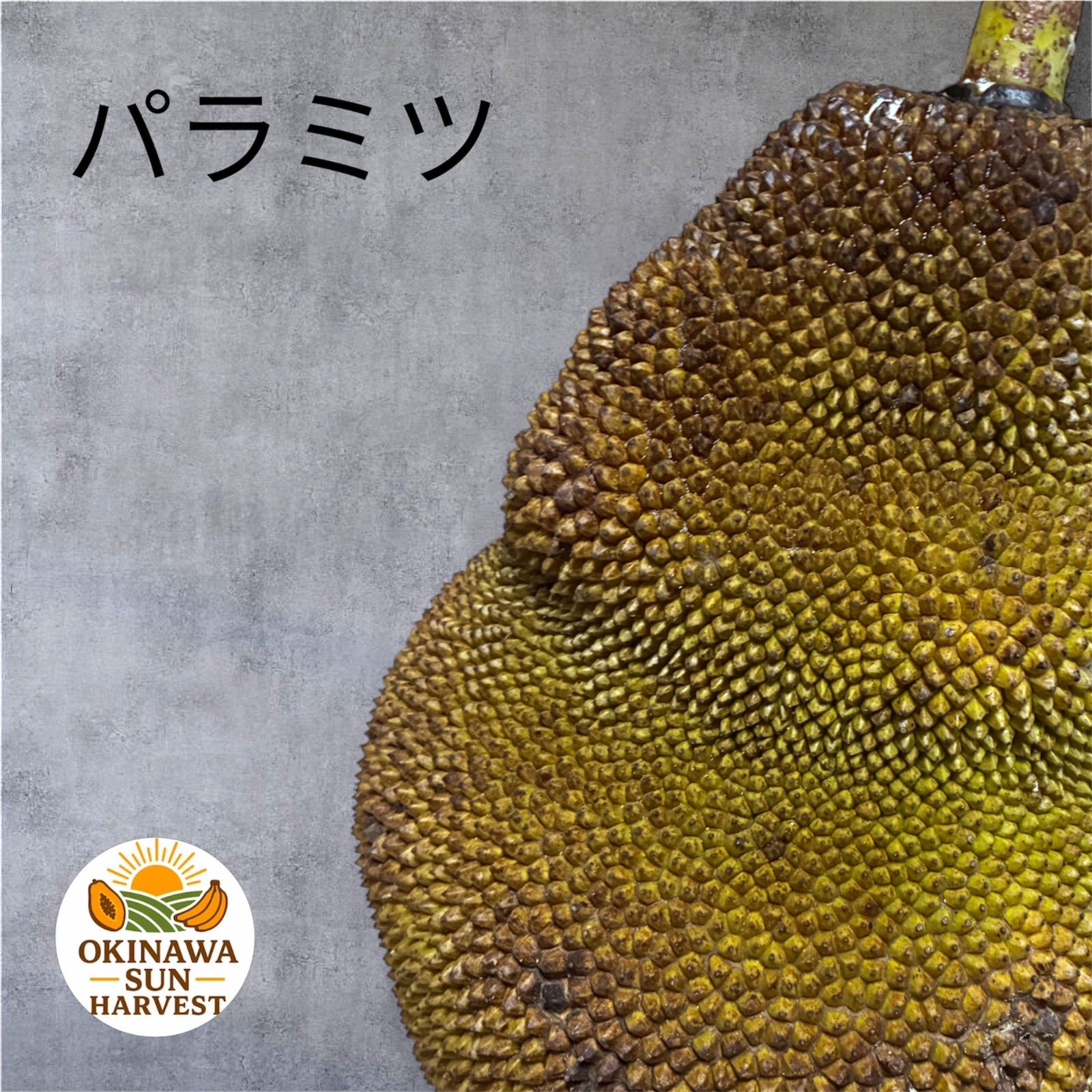 沖縄産 パラミツ(ジャックフルーツ) 11.3kg