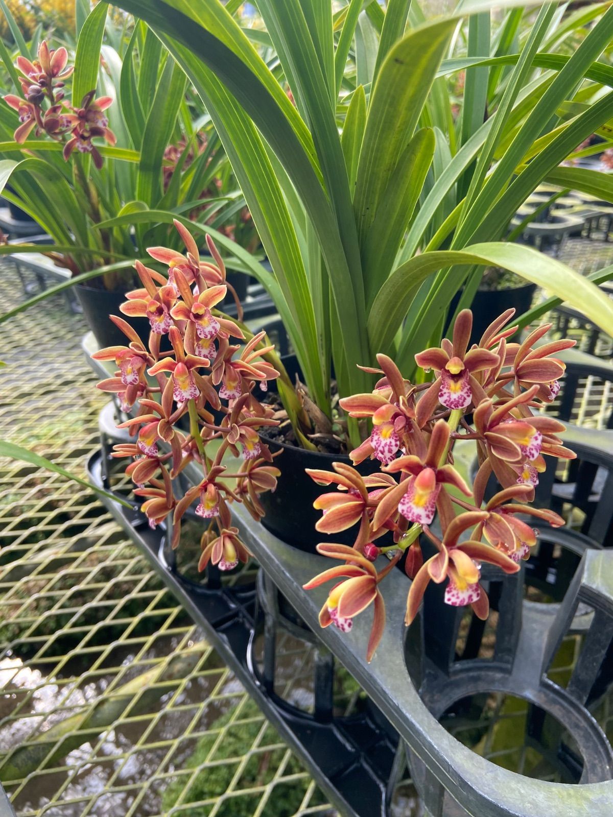 ミツバチ蘭 キンリョウヘン 花3本開花保証12cmポット - メルカリ