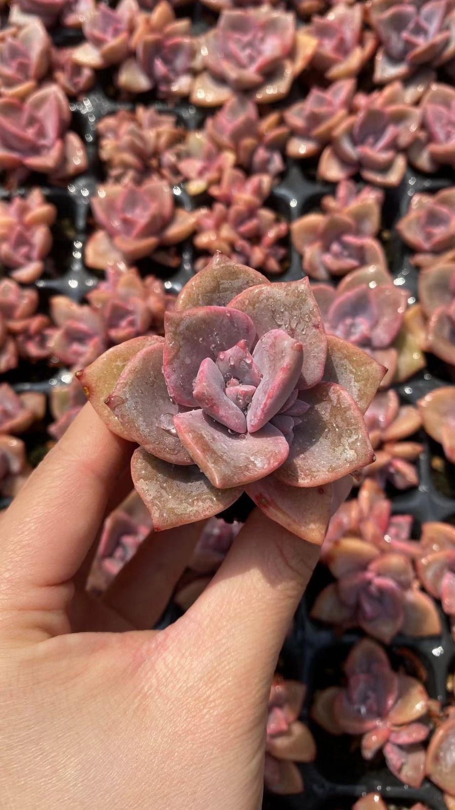 多肉植物 X233 ピンニュージャ 72苗 土根付き エケベリア セダム