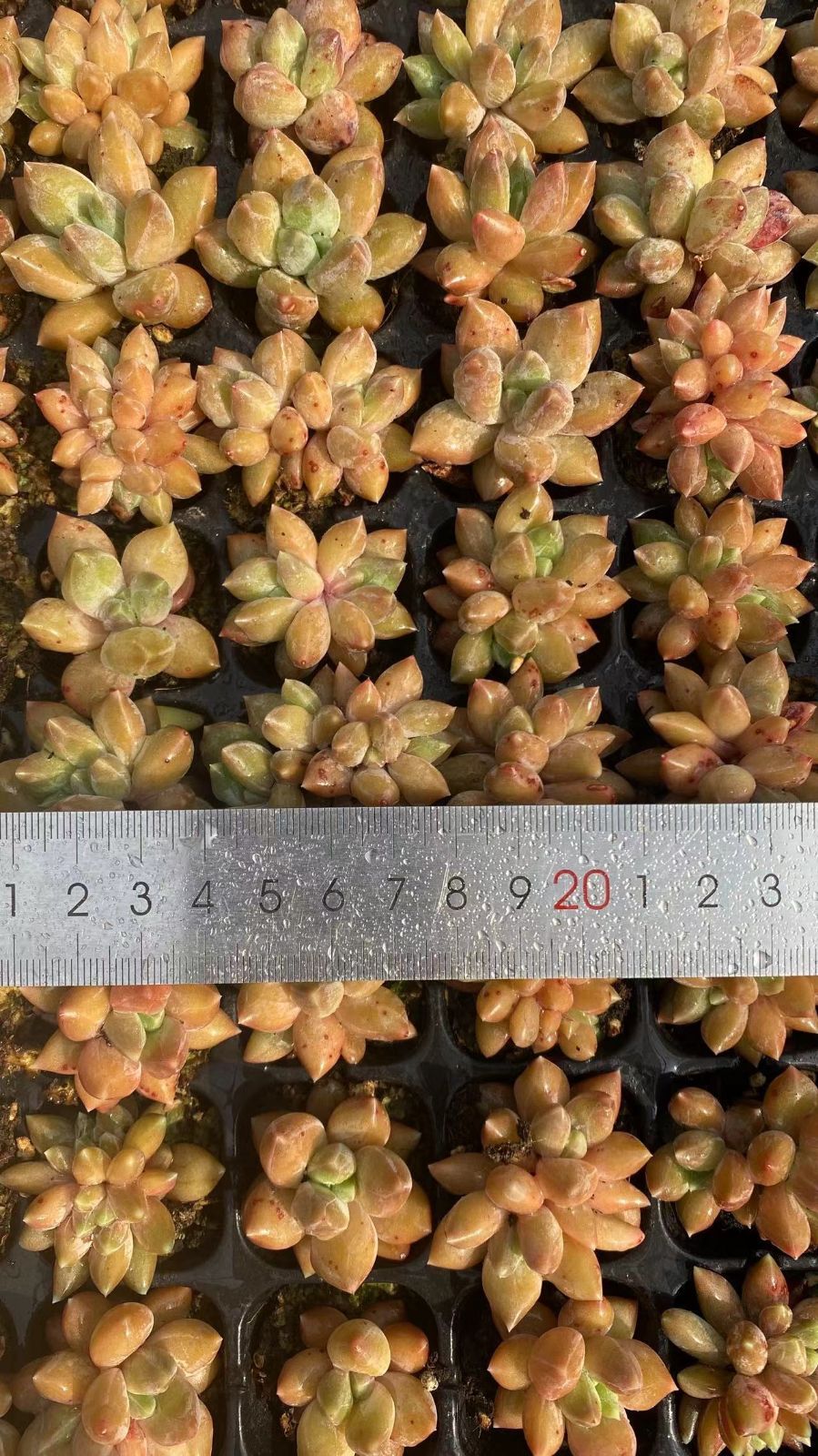 多肉植物 X233 ピンニュージャ 72苗 土根付き エケベリア セダム