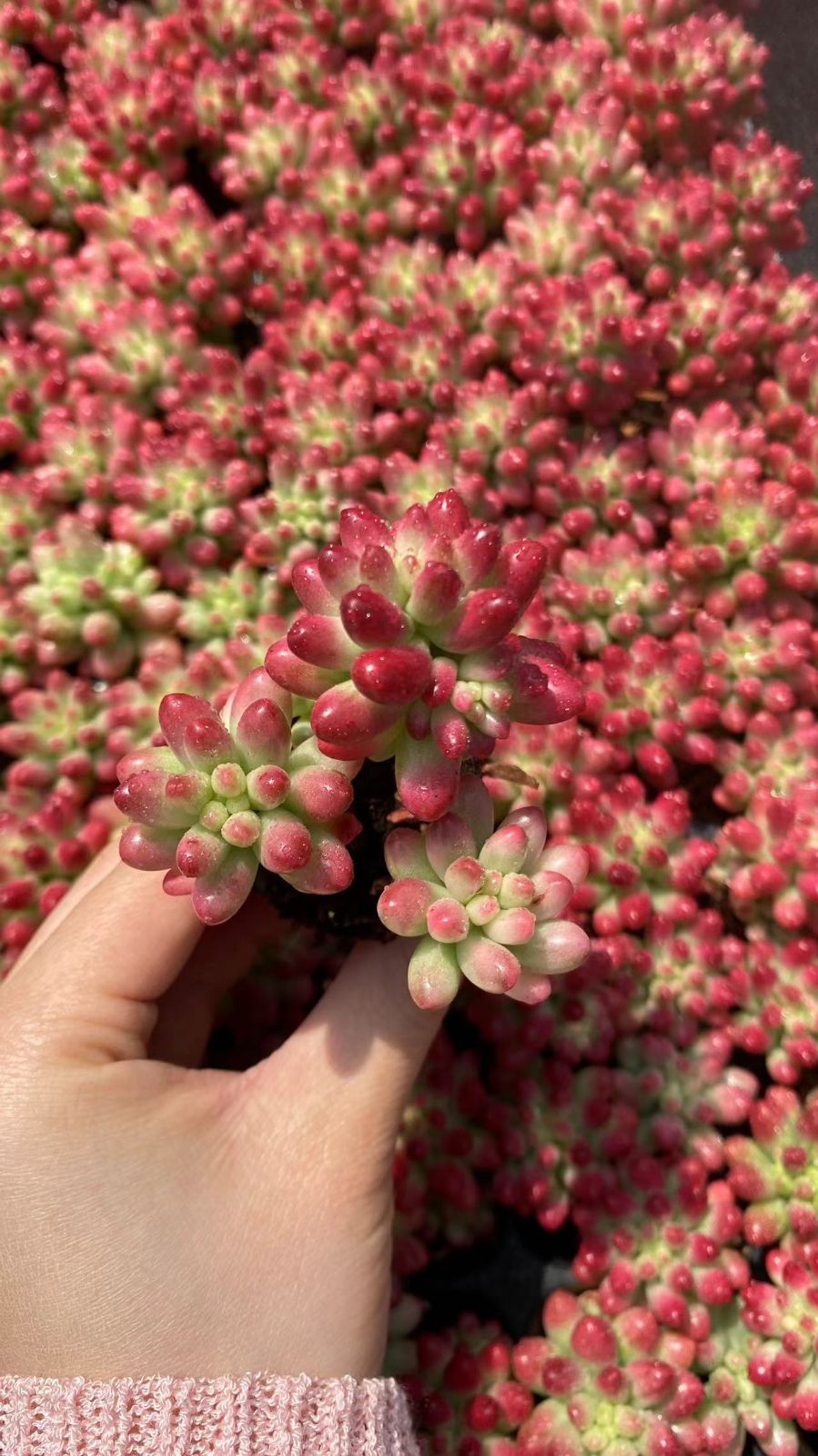 多肉植物 X779 ニジノタマニシキ 72苗 土根付き エケベリア セダム