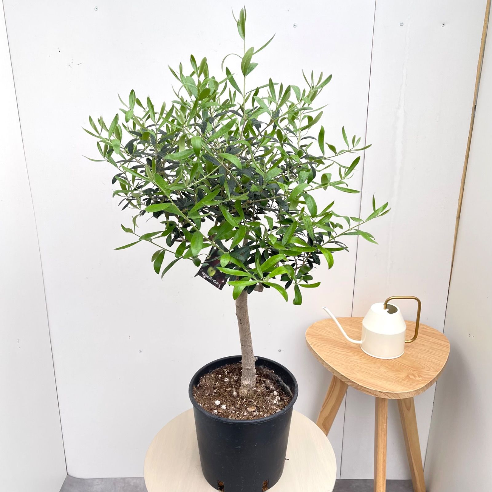 オリーブ ネバディロブランコ 8【現品】観葉植物 創樹 SOUJU 7号