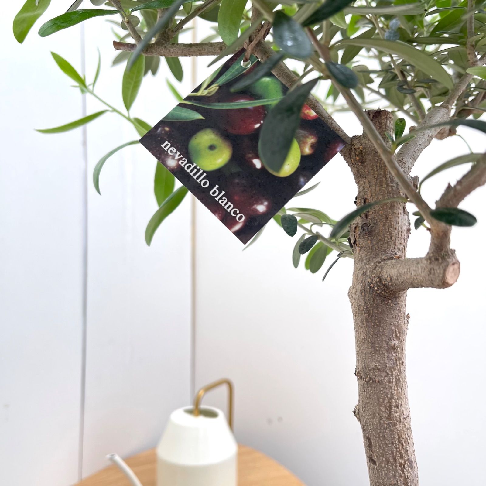 オリーブ ネバディロブランコ 8【現品】観葉植物 創樹 SOUJU 7号