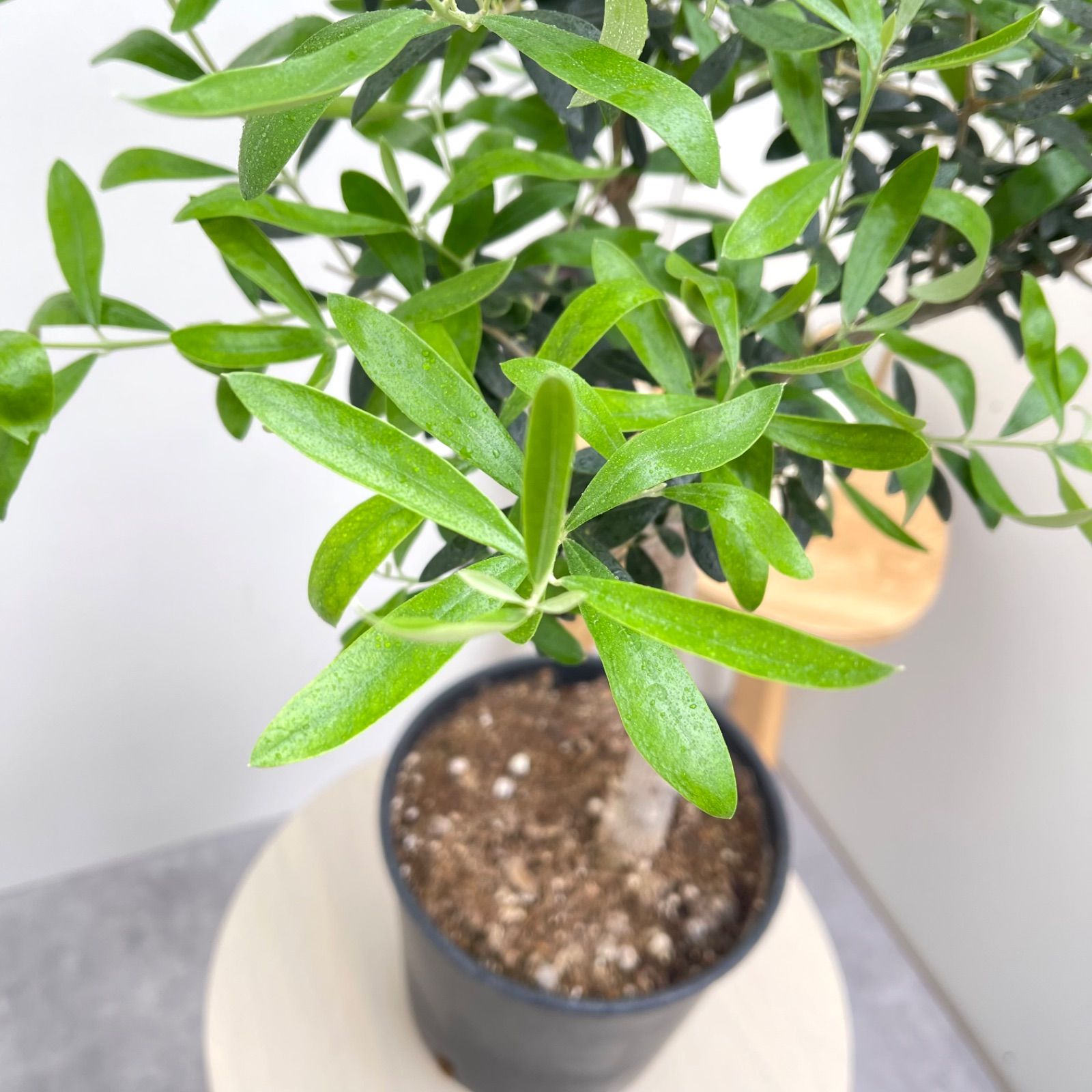 現品　創樹　オリーブの木　オリーブ　ネバディロブランコ　7　観葉植物　souju おしゃれ 観葉植物 選べる：オリーブの木 ネバディロブロンコ 7号*現品