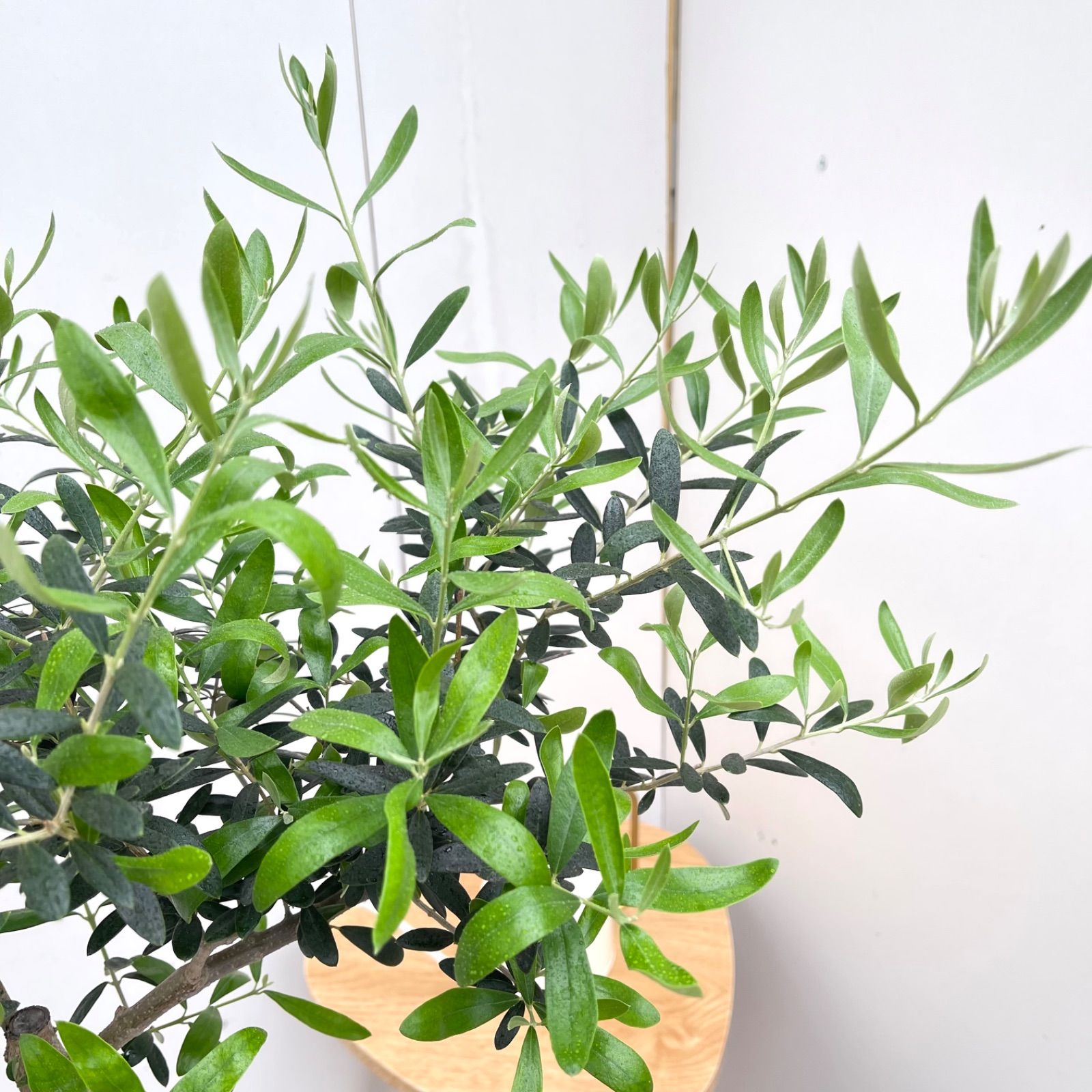 オリーブ ネバディロブランコ 8【現品】観葉植物 創樹 SOUJU 7号
