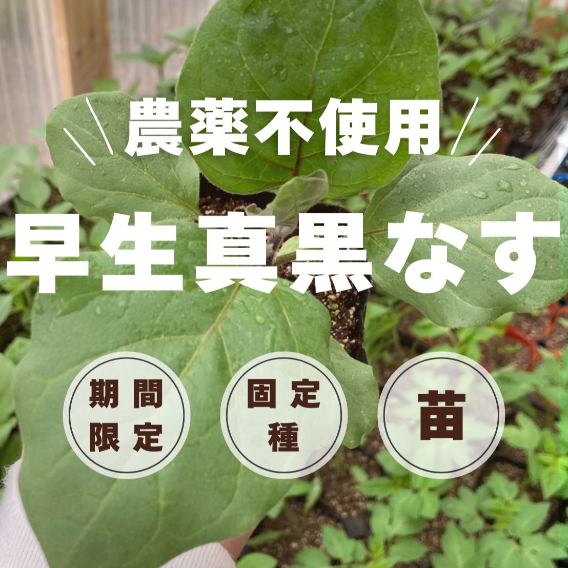 早生真黒なすの苗×2本【固定種】【栽培期間中農薬不使用】 - メルカリ