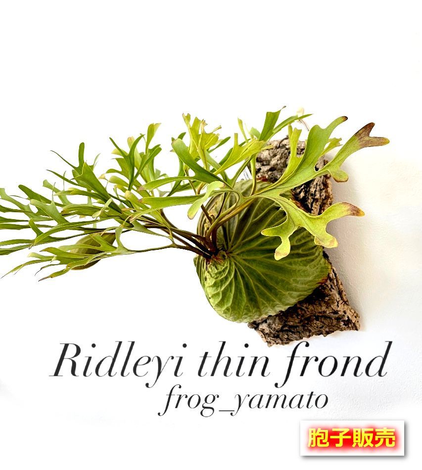 リドレイ c◆ ビカクシダ P.ridleyi spore 胞子培養株 胞子 販売 【Ridleyi thin frond 細葉 リドレイ】 胞子培養 ビカクシダ
