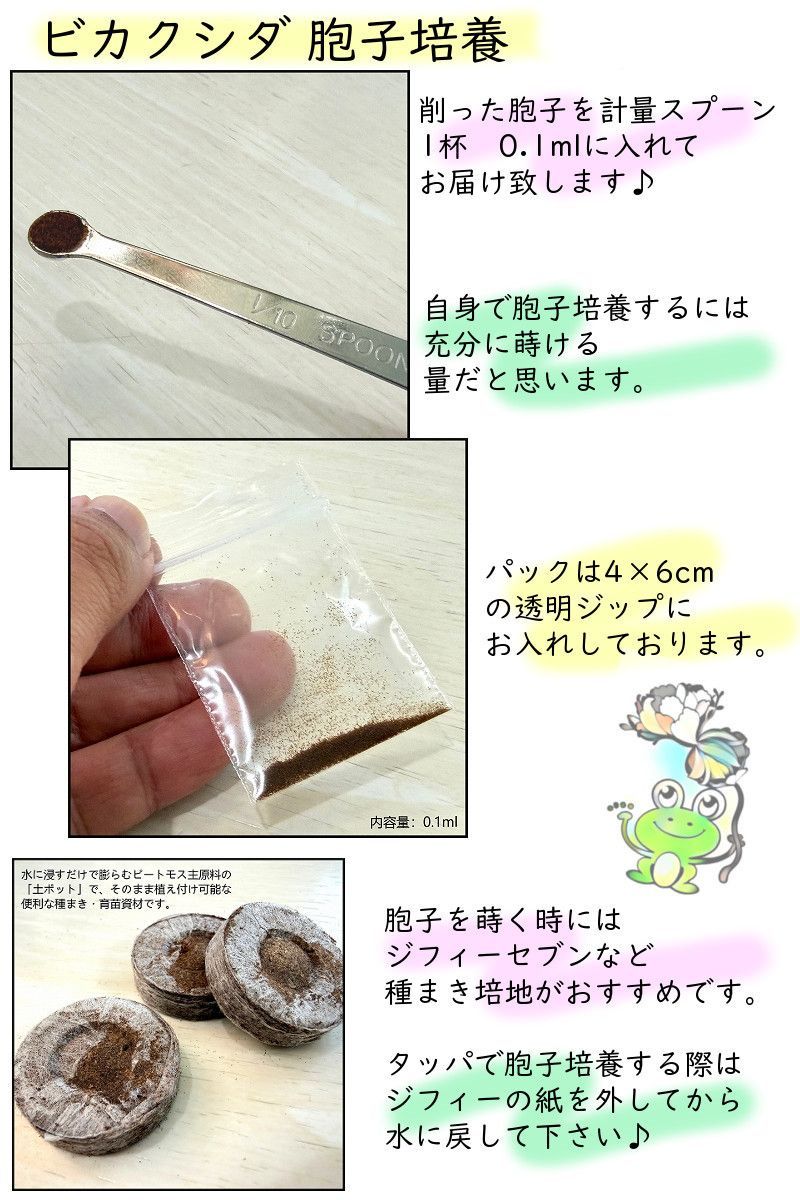 胞子 販売 【マダガスカリエンセ madagascariense】 胞子培養