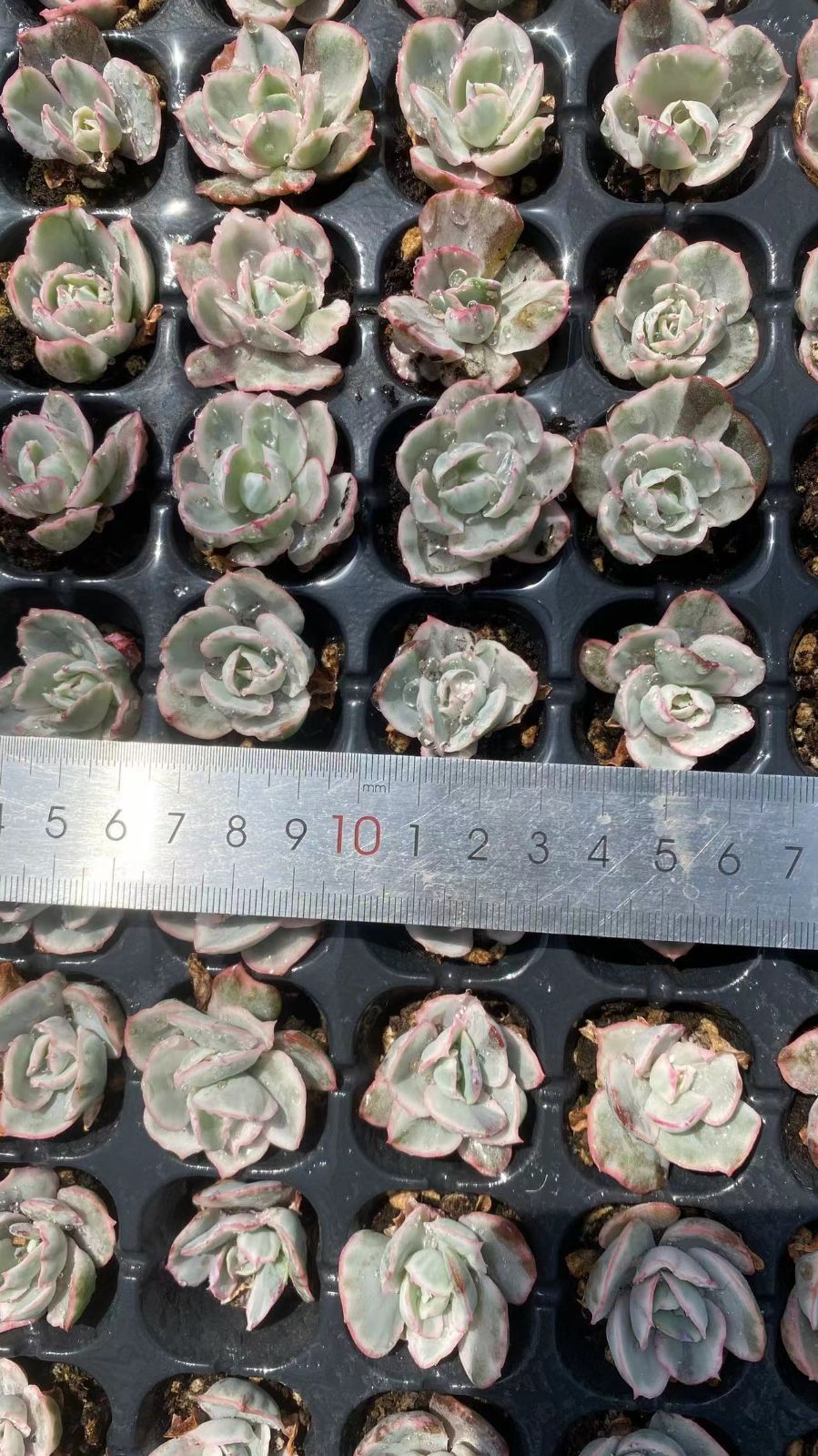 新入荷バークレーニシキ×105苗 X913土付き 多肉植物 詰め合わせ