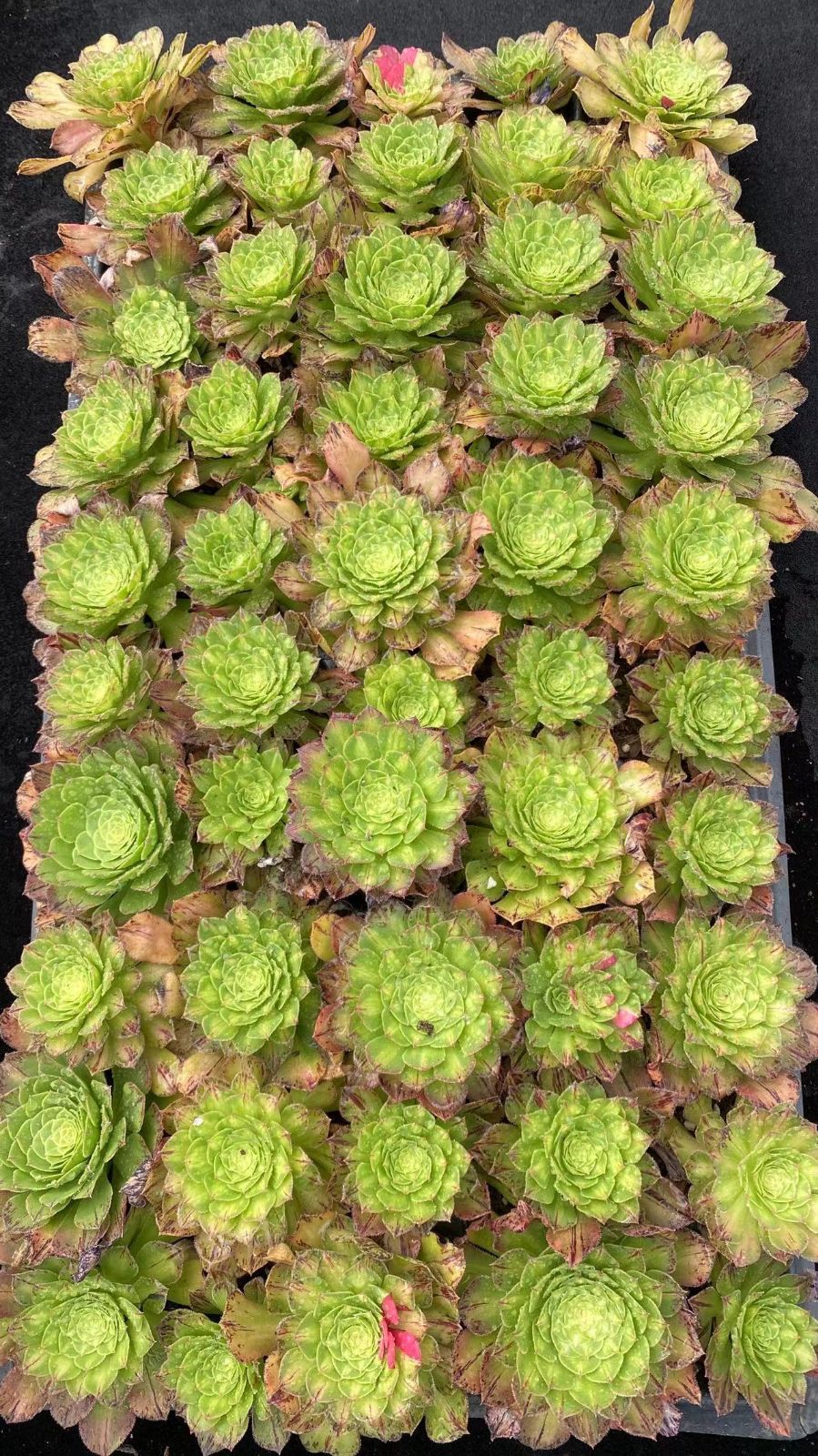 新入荷チヒ×50苗 X950土付き 多肉植物 詰め合わせ アエオニウム