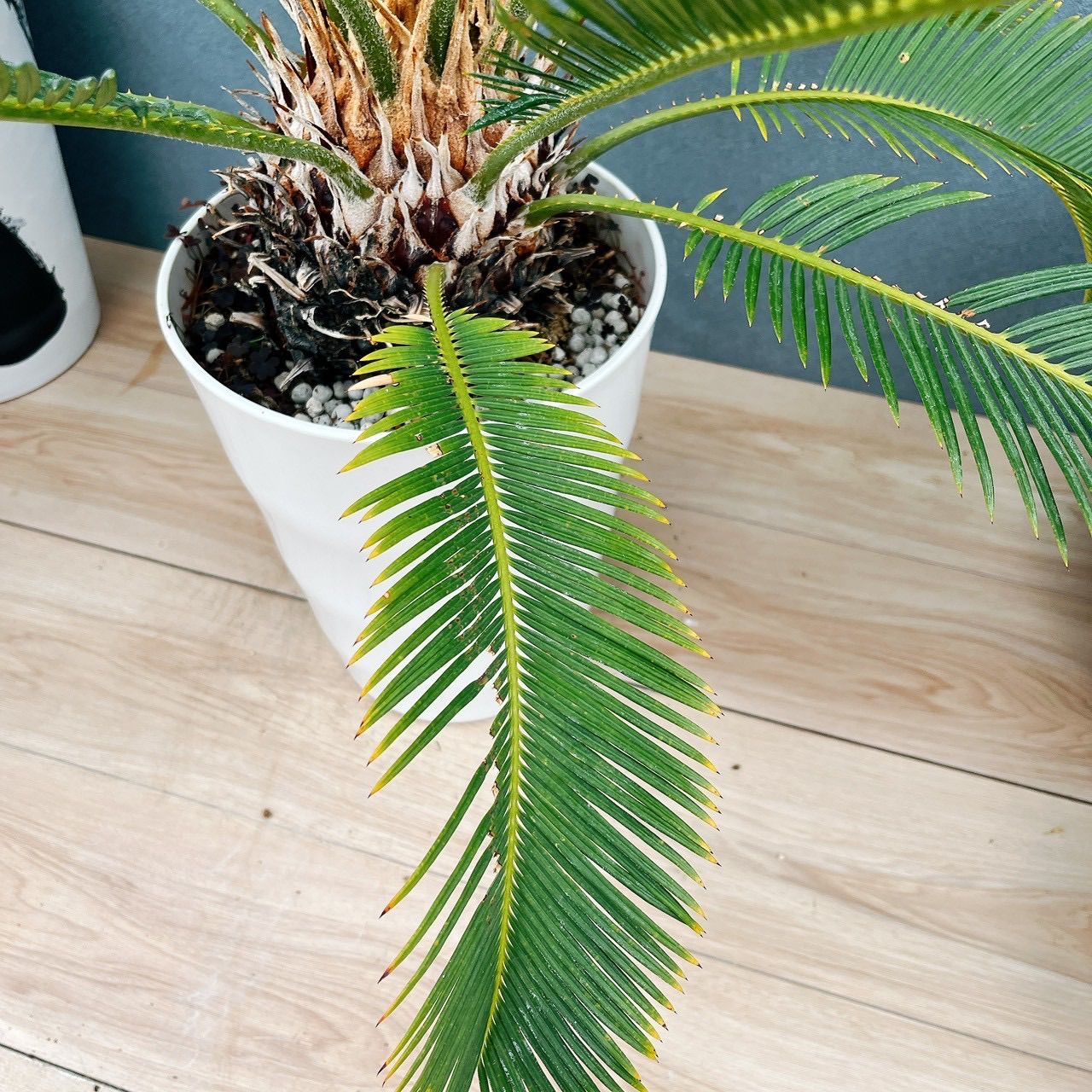 ［現品］【希少】A ソテツ　斑入り　10号　観葉植物　レア　おしゃれ　珍しい 現品］【希少】13番 キンカン ソテツ 斑入り 8号 金環 蘇轍 観葉植物