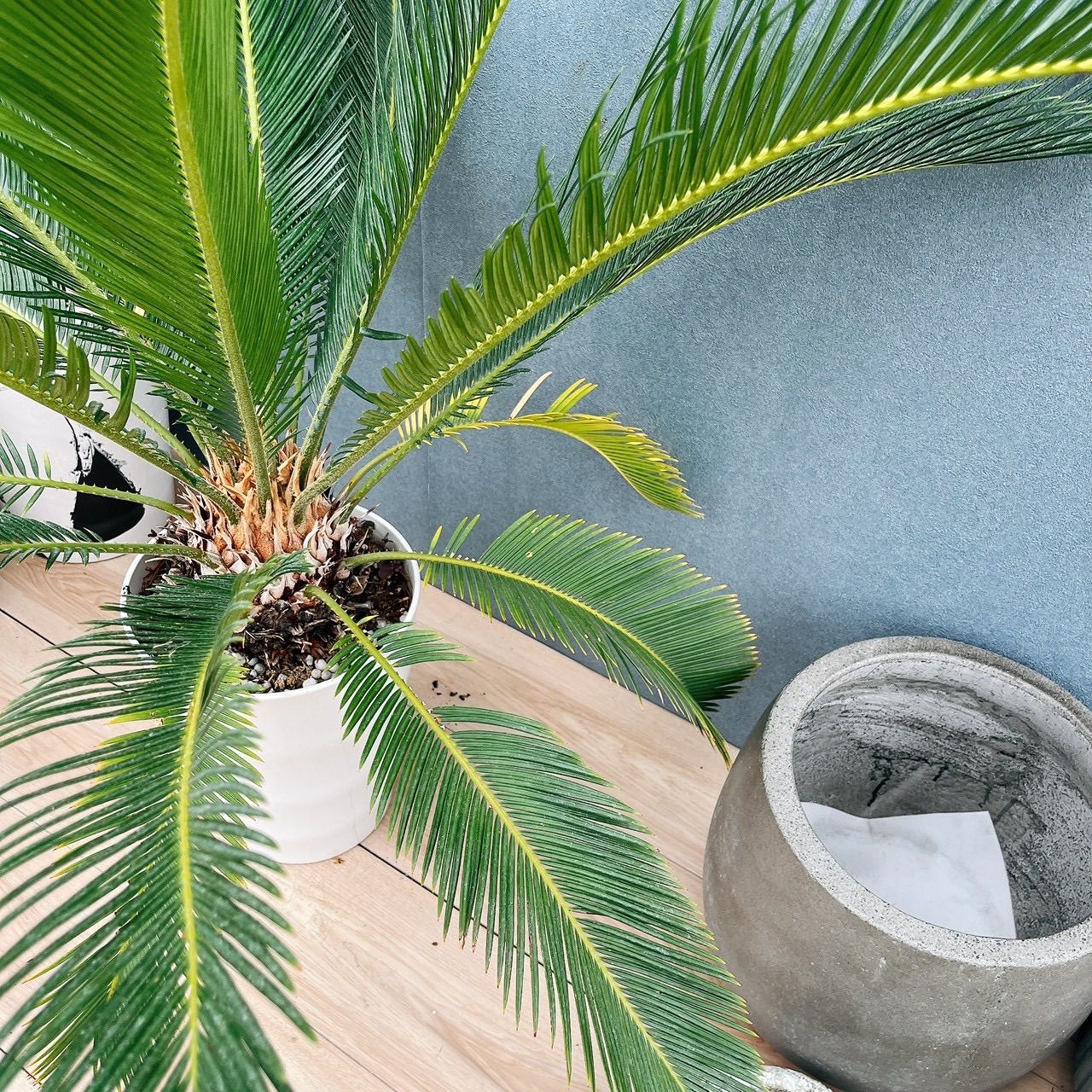 現品］【希少】13番 キンカン ソテツ 斑入り 8号 金環 蘇轍 観葉植物