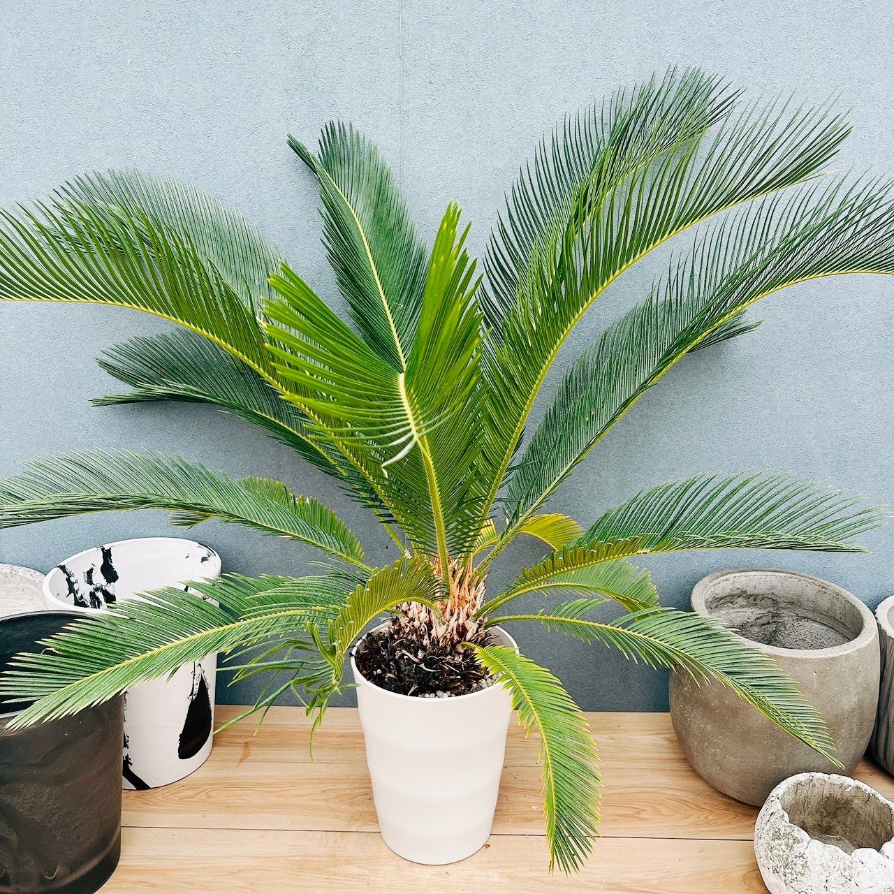 現品］【希少】13番 キンカン ソテツ 斑入り 8号 金環 蘇轍 観葉植物