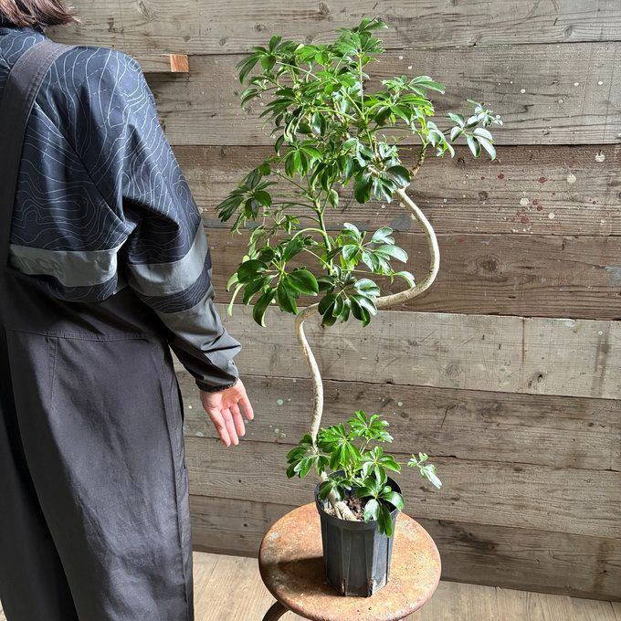 ●ポットごと♡シェフレラ♡レナータ♡５号サイズ♡ ハート型の葉っぱ♡観葉植物♡ ポットごと♡シェフレラ♡レナータ♡5号サイズ♡ ハート型の葉っぱ