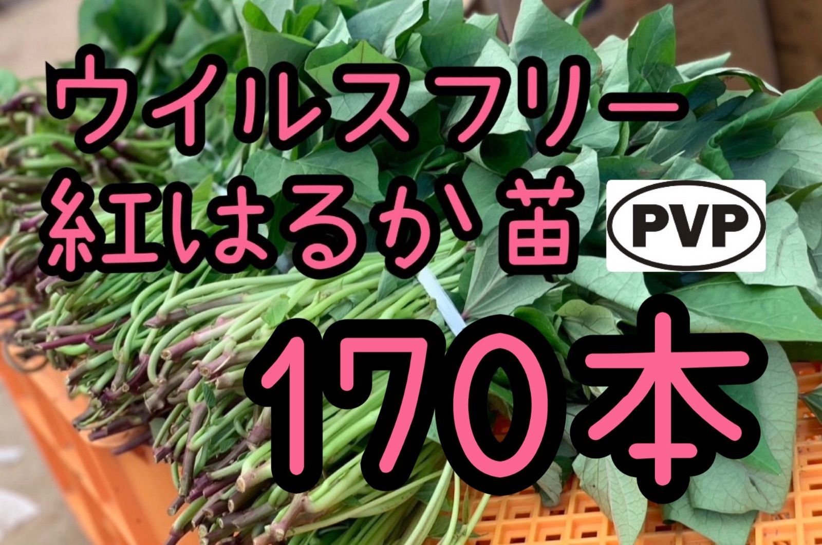 特選品】紅はるか苗☆170本 5月下旬から発送開始 - メルカリ