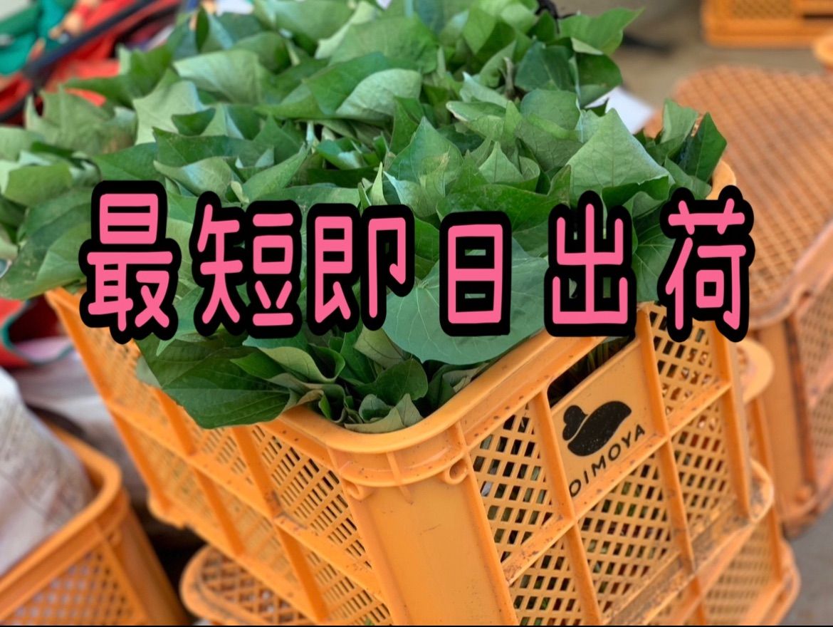 特選品】紅はるか苗☆170本 5月上旬から発送開始 - メルカリ