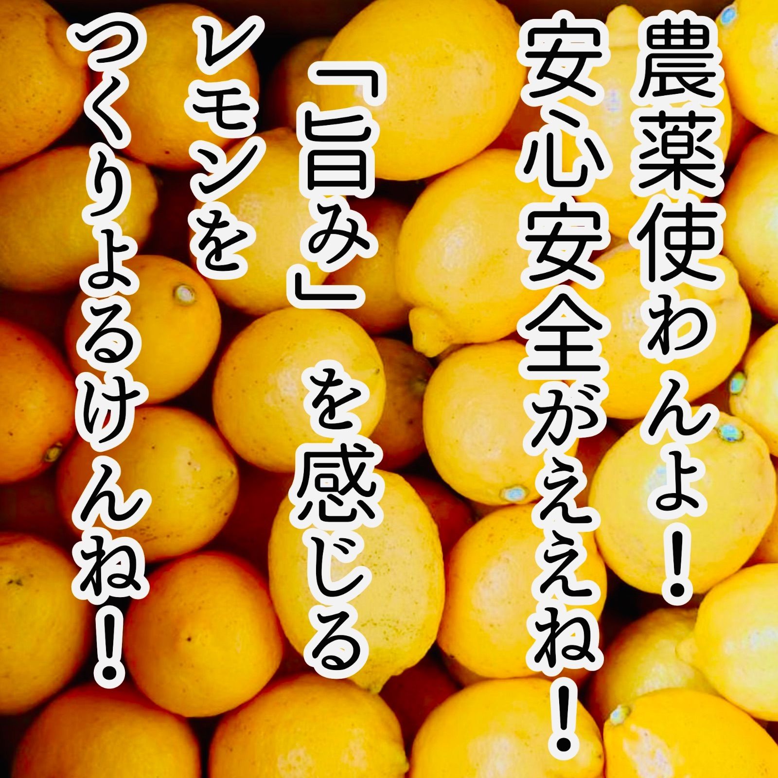 レモン色みかん10キロ箱込（農薬・化学肥料不使用）最後です！ 外観不良の訳あり・農薬不使用の国産レモン 10kg箱【愛媛の農家直送