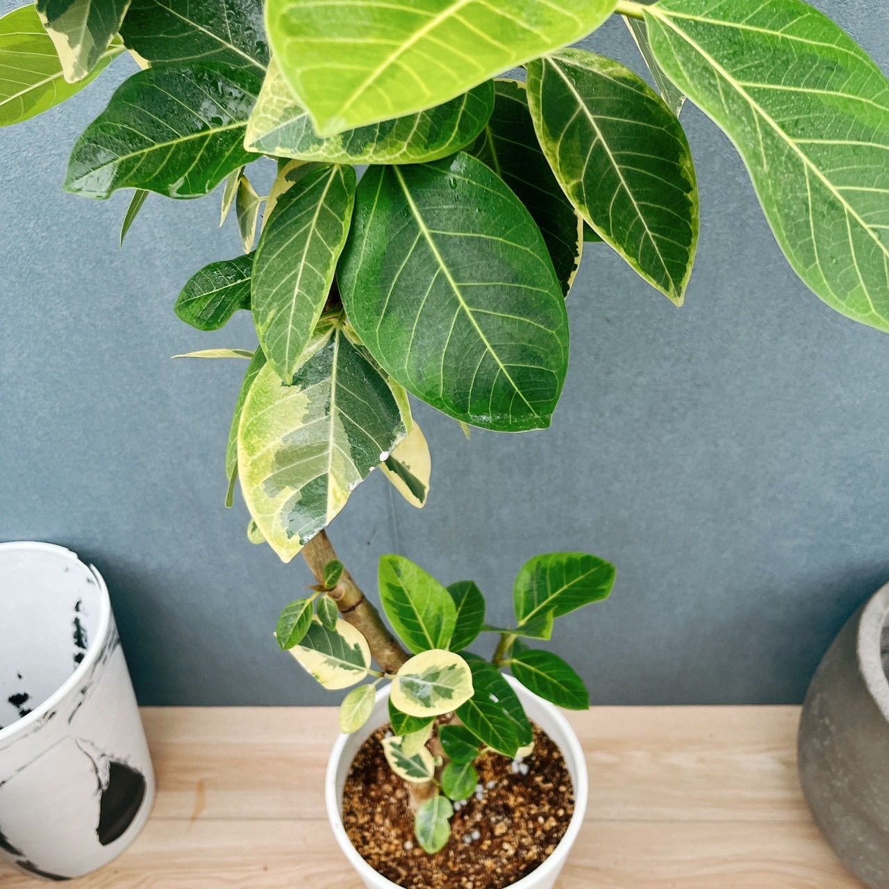 現品］3番 フィカス アルテシマ 8号 観葉植物 室内 大型 ゴムの木
