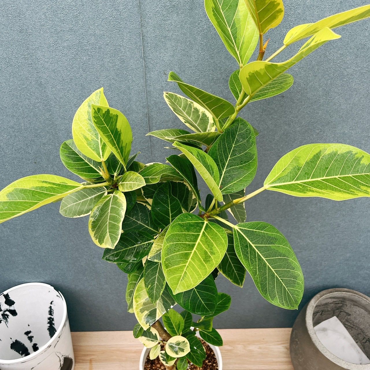 現品］3番 フィカス アルテシマ 8号 観葉植物 室内 大型 ゴムの木