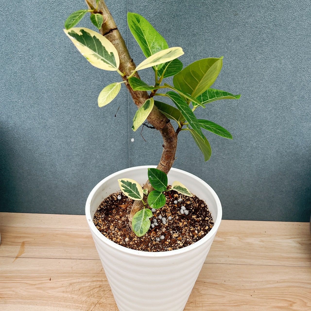 現品］3番 フィカス アルテシマ 8号 観葉植物 室内 大型 ゴムの木