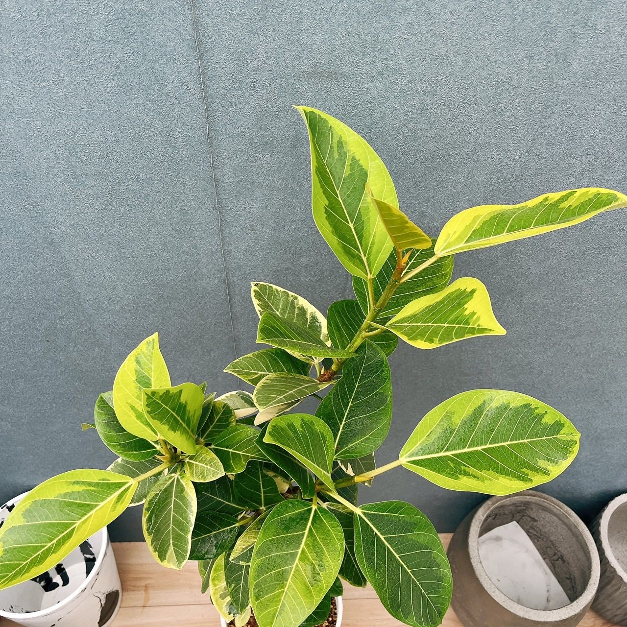 現品］3番 フィカス アルテシマ 8号 観葉植物 室内 大型 ゴムの木