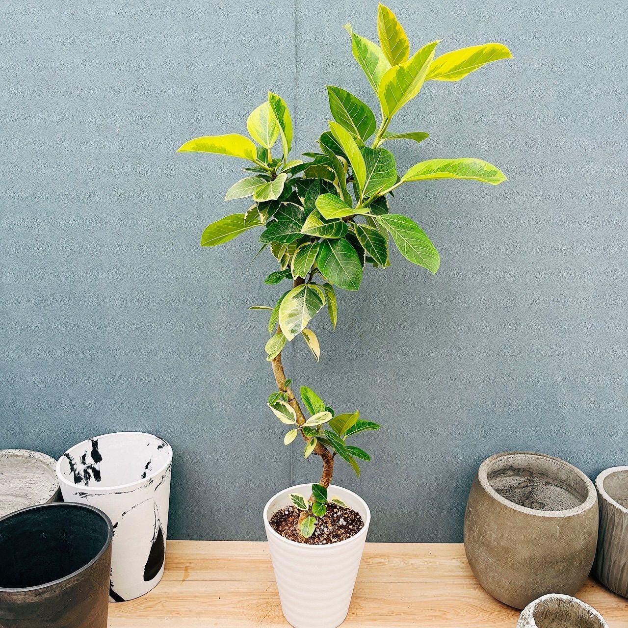 現品］3番 フィカス アルテシマ 8号 観葉植物 室内 大型 ゴムの木