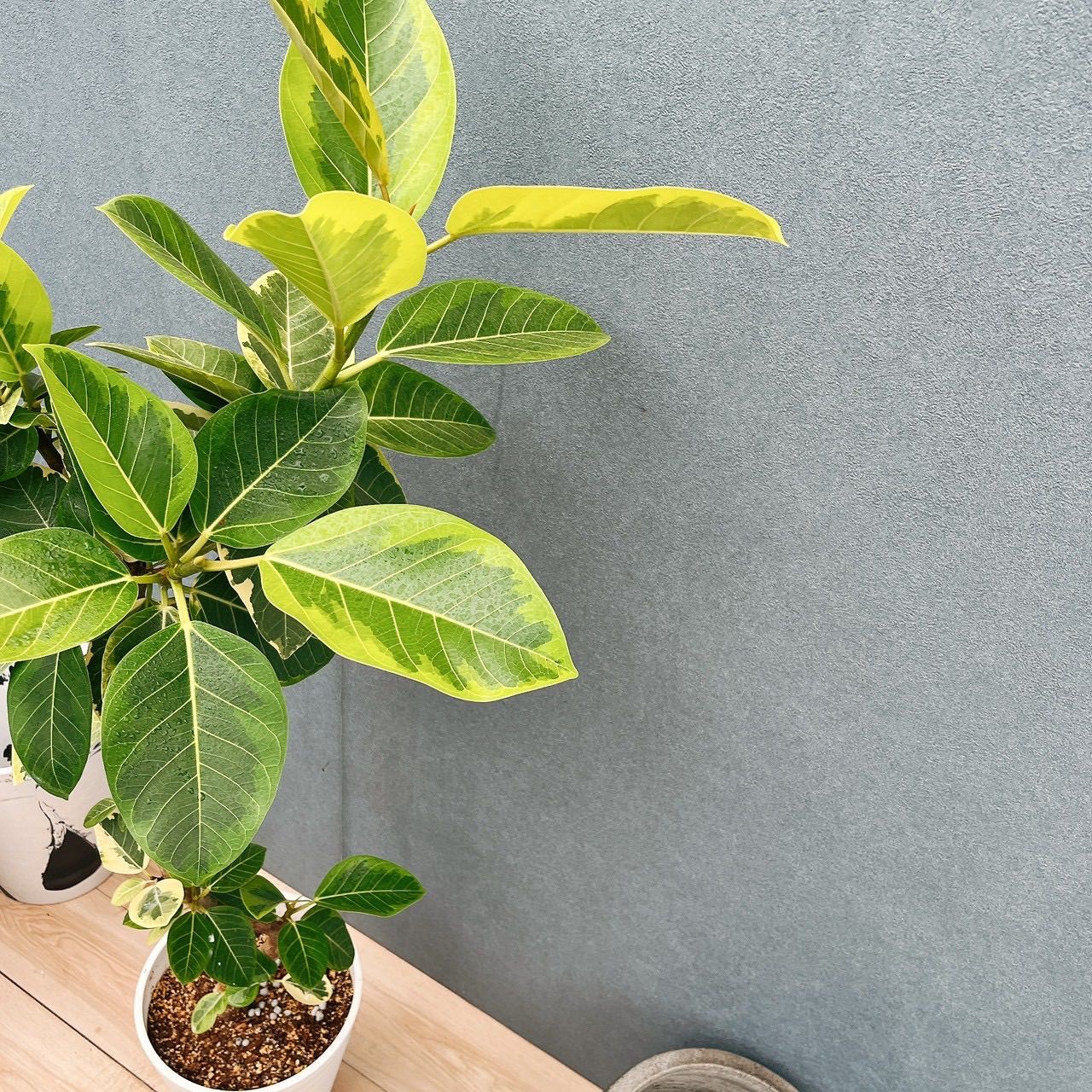現品］3番 フィカス アルテシマ 8号 観葉植物 室内 大型 ゴムの木