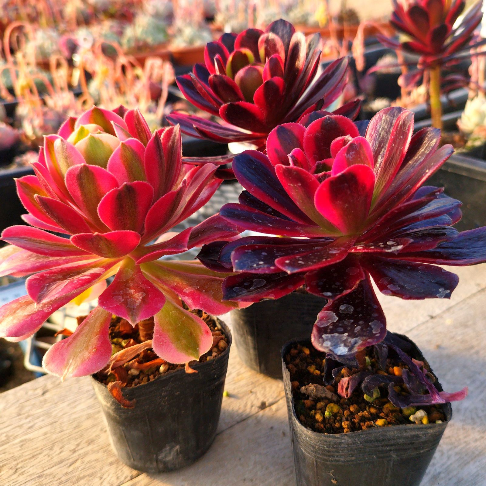 アエオニウム抜き苗桃花塢群生8999【メルカリ便代金込み】 359 半糖 多肉植物 アエオニウム 抜き苗 - メルカリ