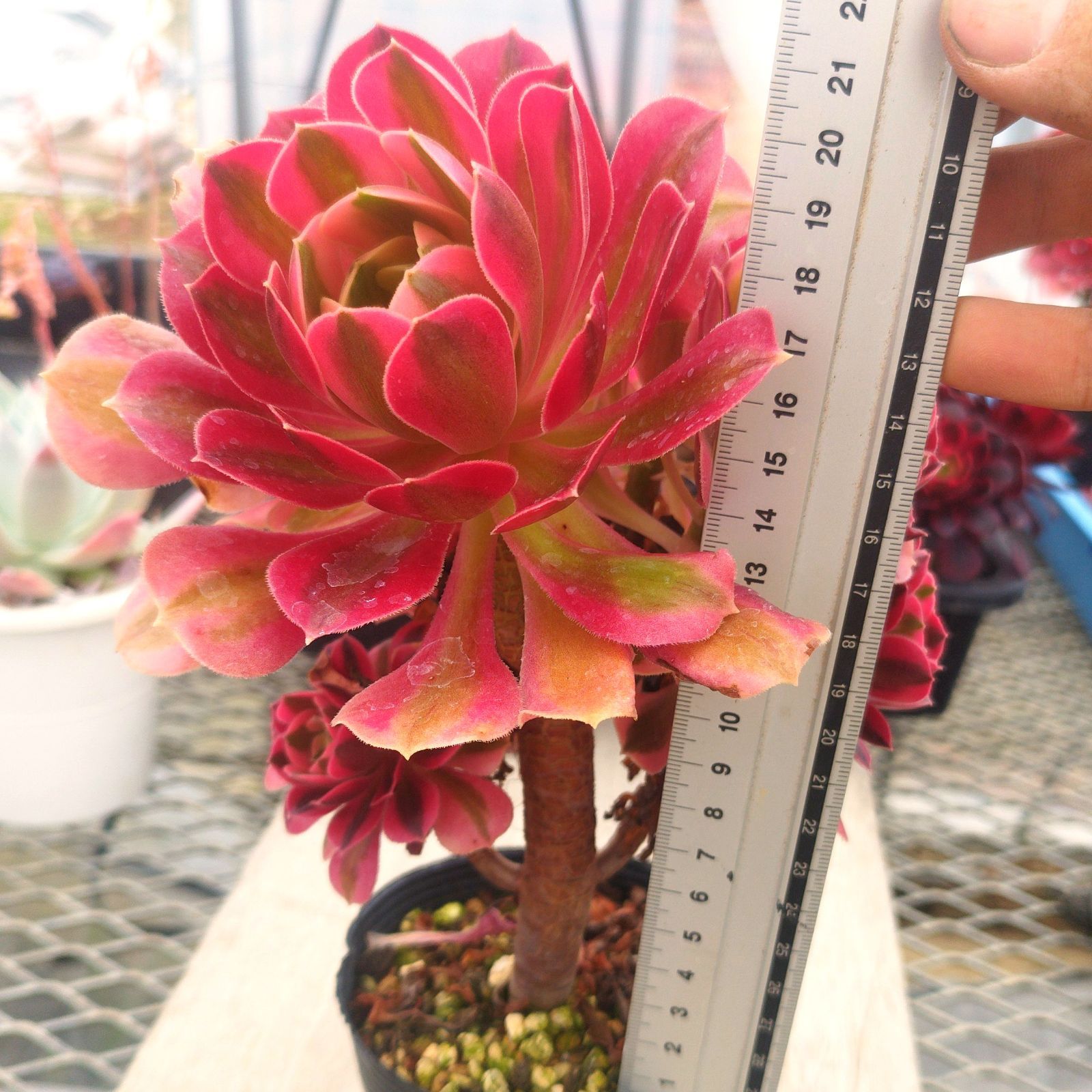 多肉植物 アエオニウム ピンクウィッチ 抜き苗 - メルカリ