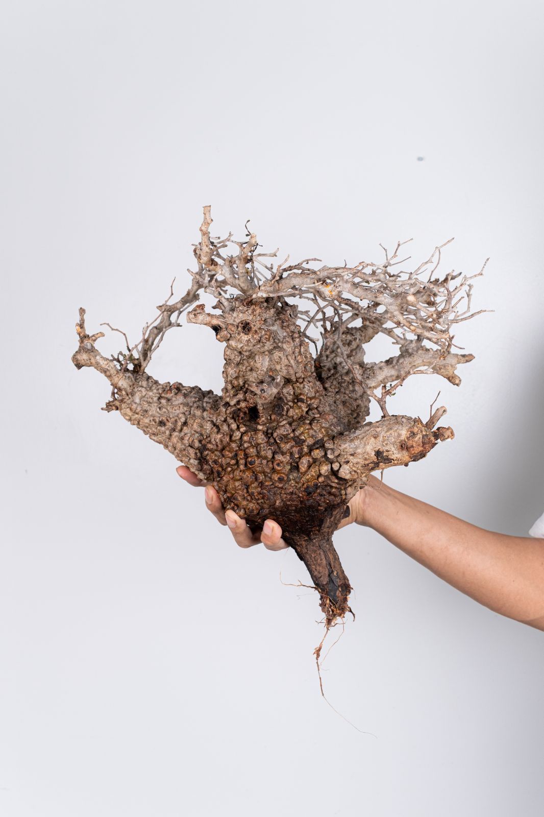 D71現地発根株オペルクリカリア パキプス コーデックス - メルカリ