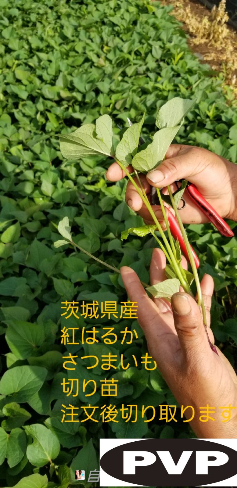 ウイルスフリー】紅はるか苗 30本 茨城県産 高品質良品A品 - メルカリ