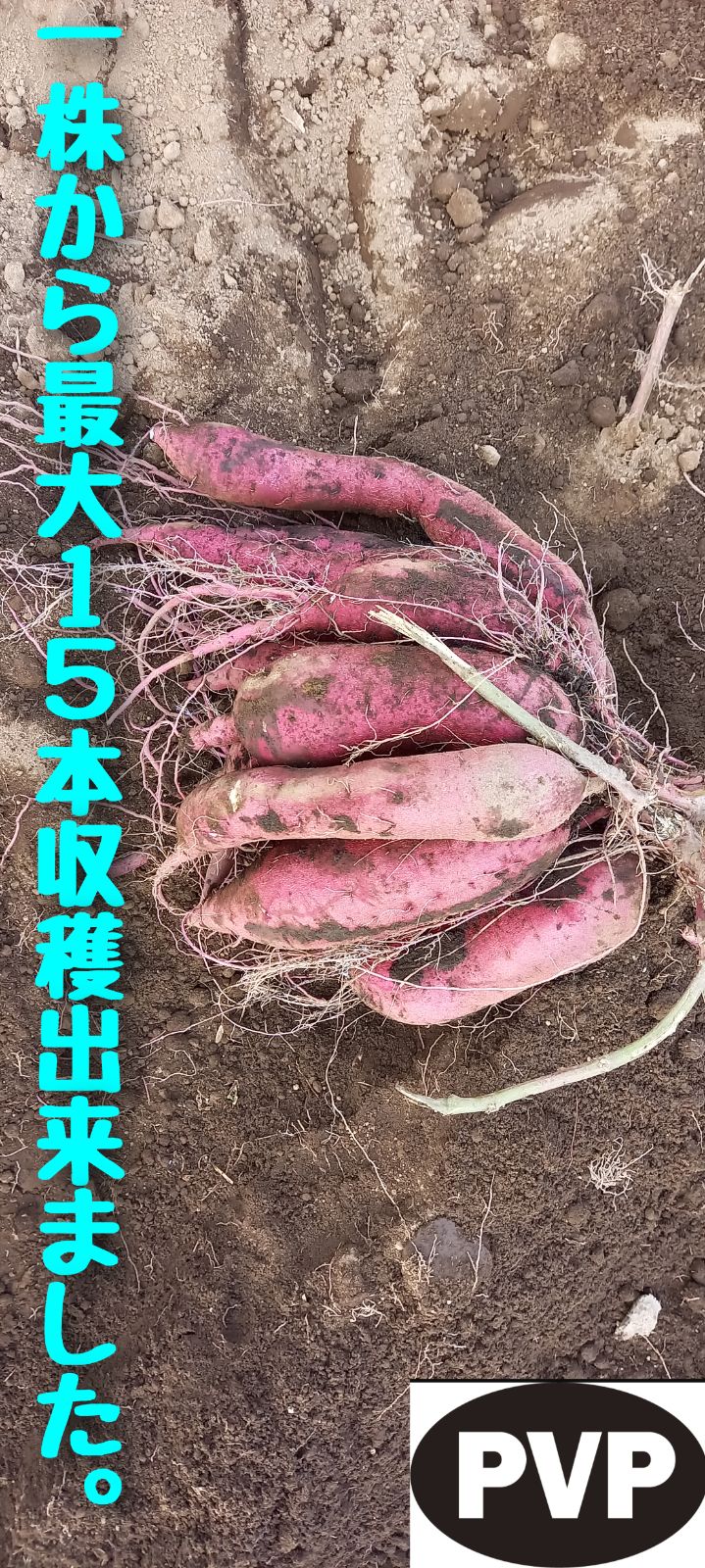 400本4月上旬発送分茨城県産紅はるかさつまいも苗ウイルスフリー ウイルスフリー】紅はるか苗 30本 茨城県産 高品質良品A品 - メルカリ