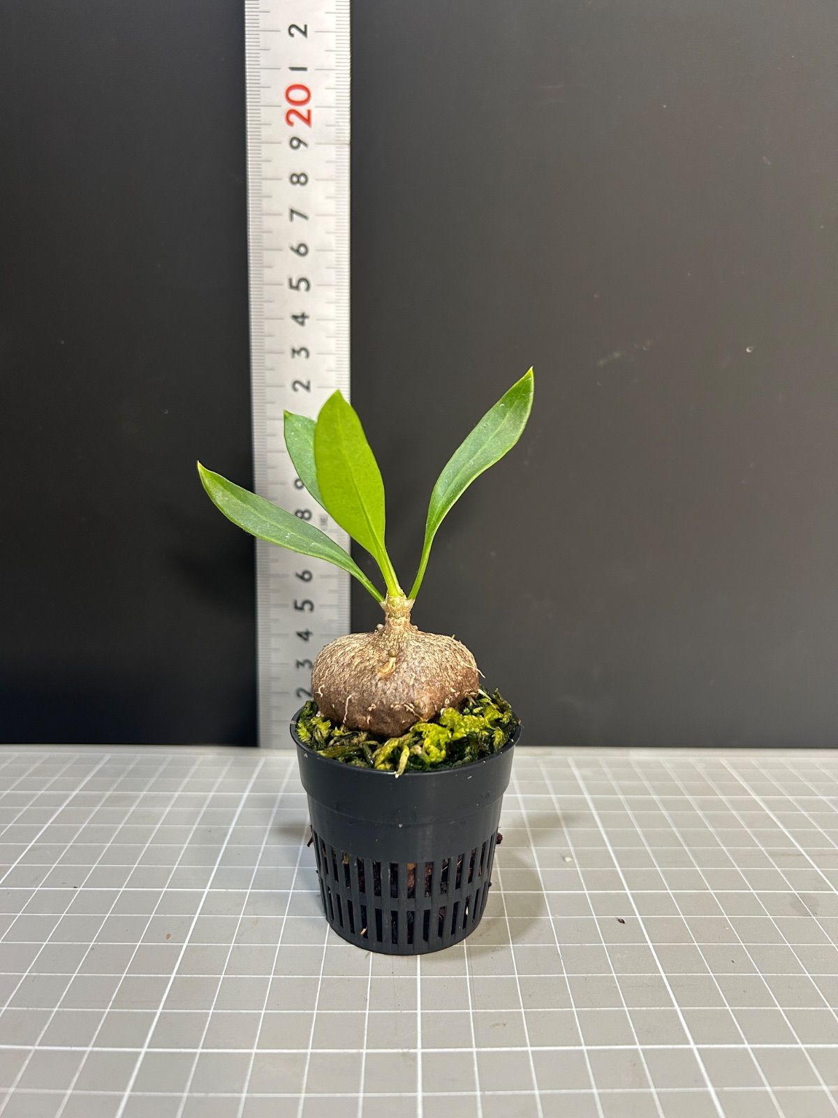 アリ植物】ミルメコディア ベッカリー Myrmecodia beccarii 【塊根