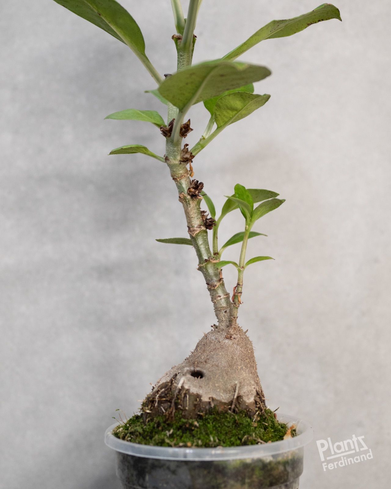 【極希少】アリ植物 アントルリザ・ブラクテオサ ノーマンビー島産 コルク仕立て 極希少】アリ植物 アントルリザ・ブラクテオサ ノーマンビー島産