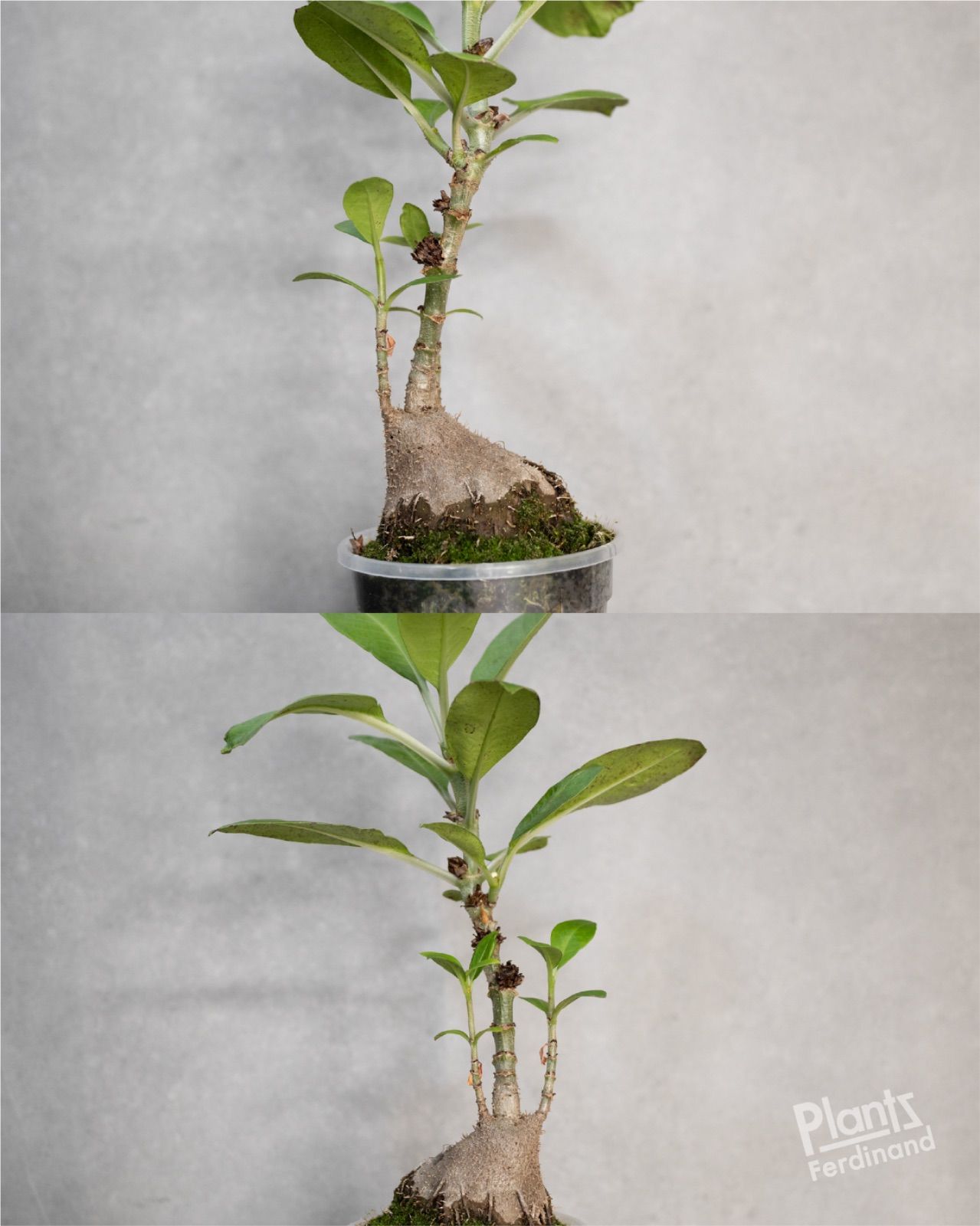 025】Anthorrhiza bracteosa Normanby, PNG (AW) アンソリザ
