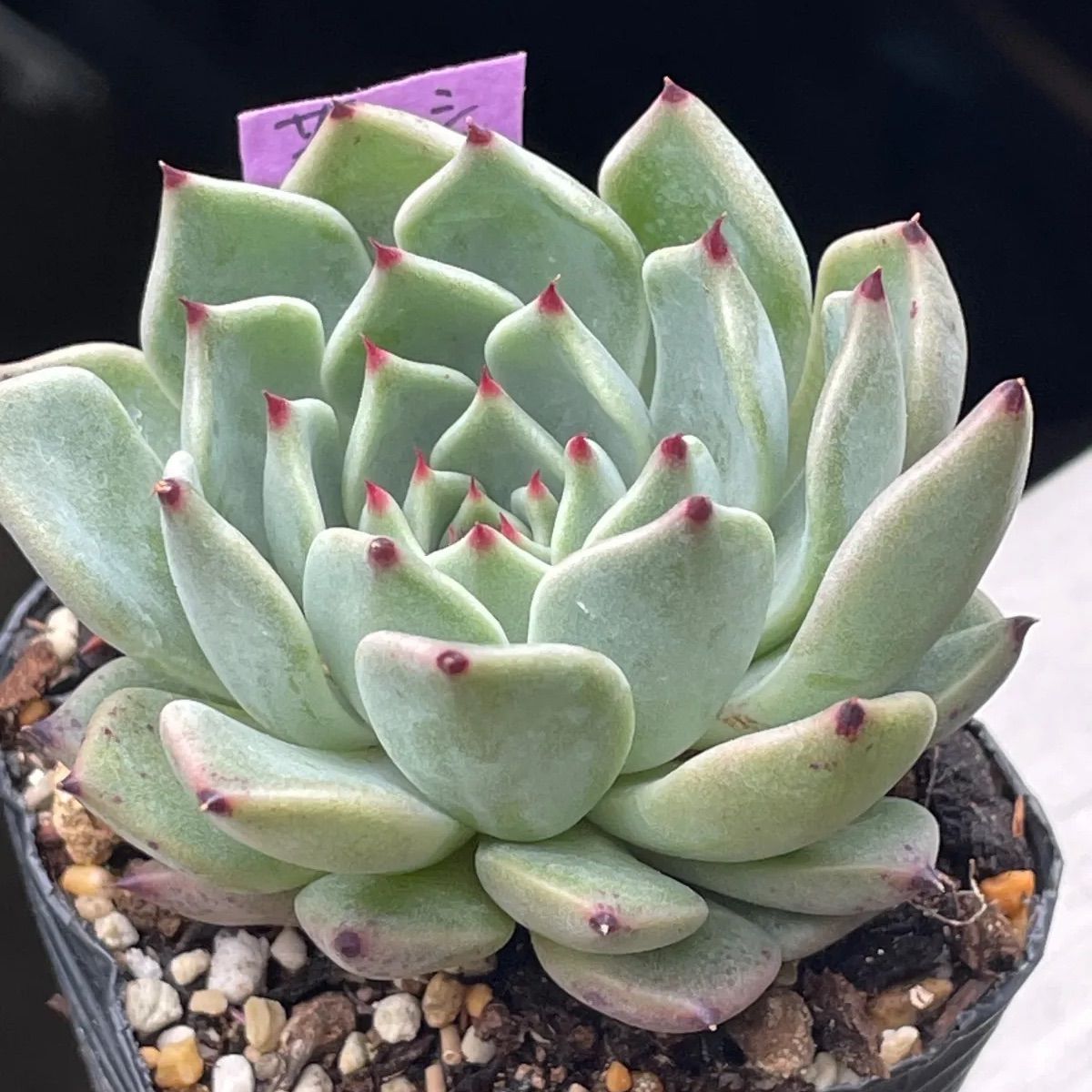 多肉植物　摘芯株　沙羅姫錦　抜き苗 Amazon.co.jp: 多肉植物 エケベリア 沙羅姫牡丹 抜き苗発送 : DIY