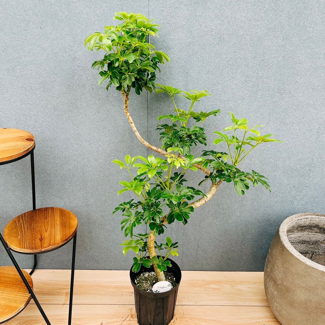 ［現品］B シェフレラ　レナータ　曲がり　5号　観葉植物　室内　ユニーク　おしゃれ　個性的