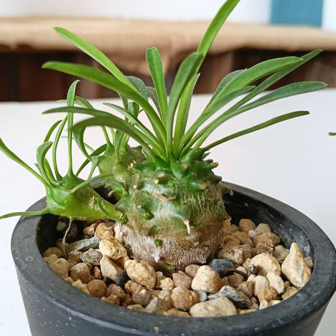 ユーフォルビア オベサ 塊根植物　多肉植物 ユーフォルビア 多肉植物 塊根植物 植物 塊根 観葉植物 多肉 細長い