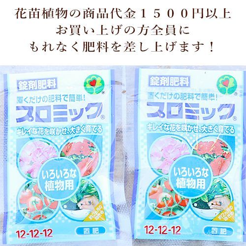 花苗 ガーベラ ジョイベラ ミルクシェイク 3.5号 多年草 四季咲き