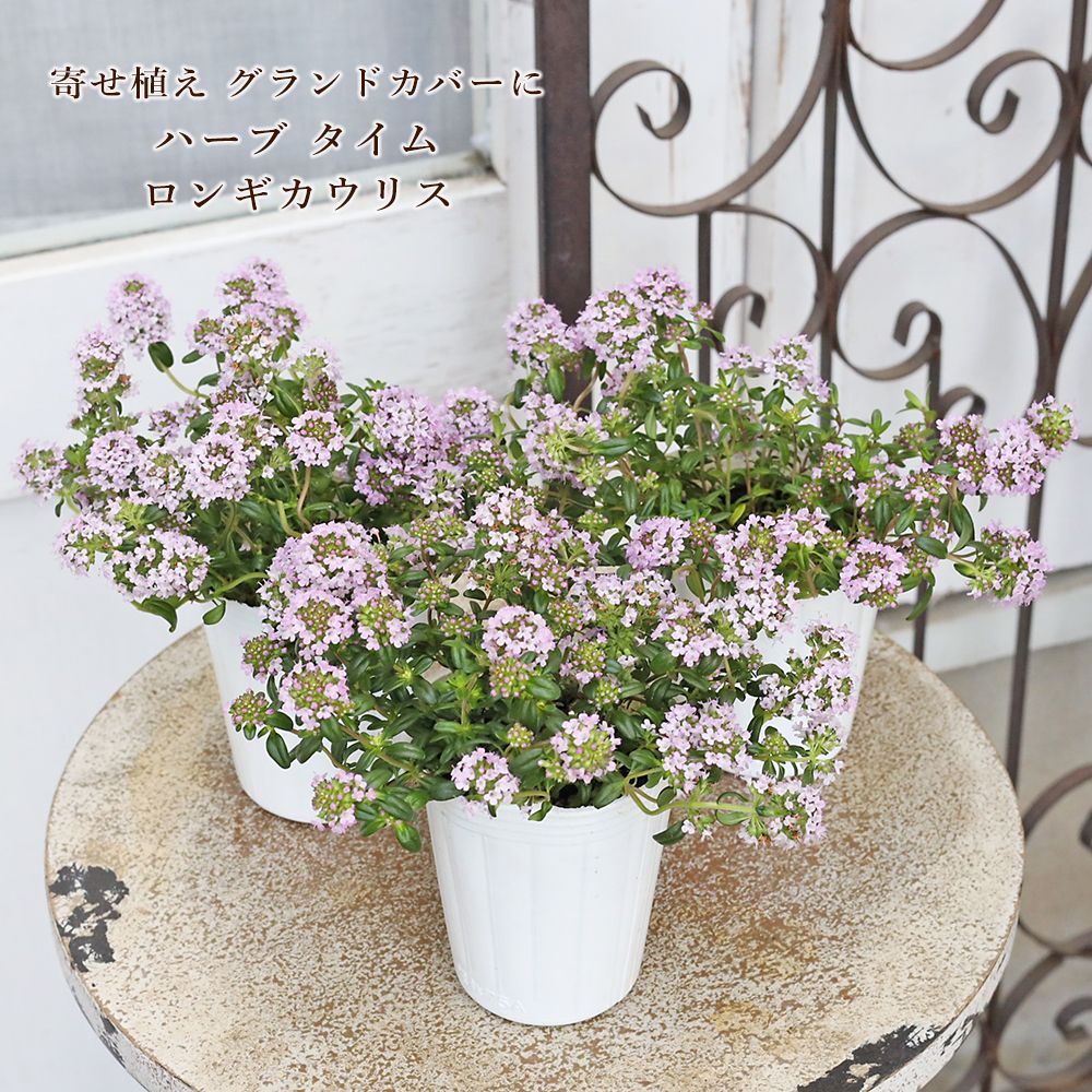 草花苗 ハーブ タイム ロンギカウリス 2.5号 多年草 香り グランド