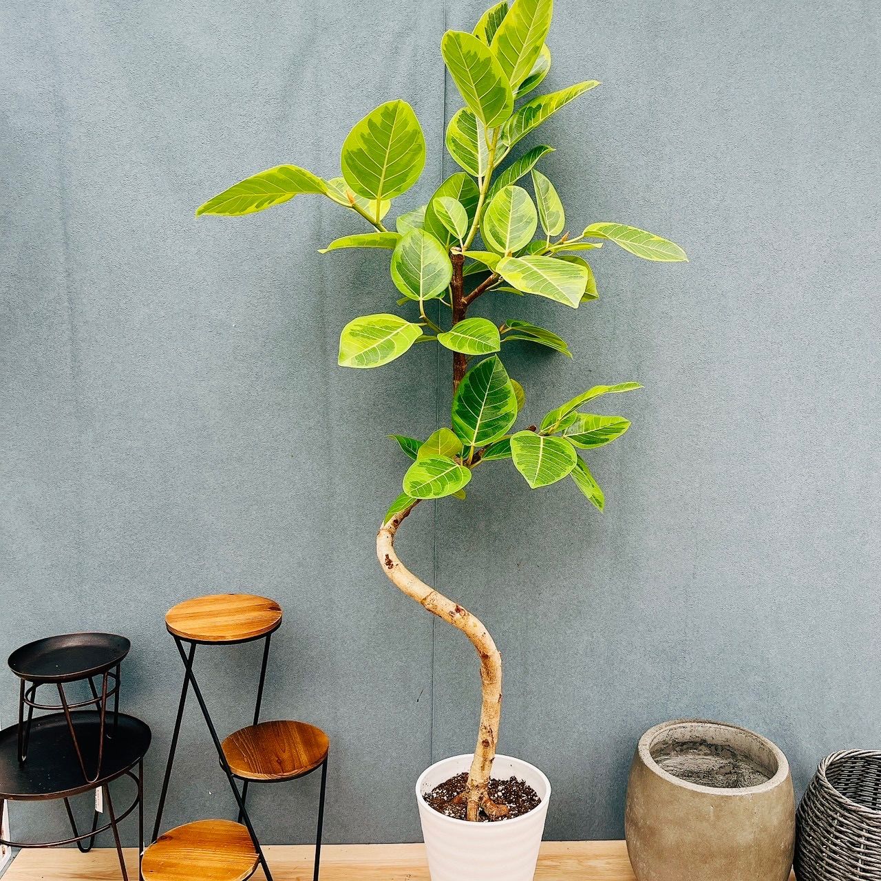 現品］12番 フィカス アルテシマ 8号 観葉植物 室内 大型 特大 ゴムの