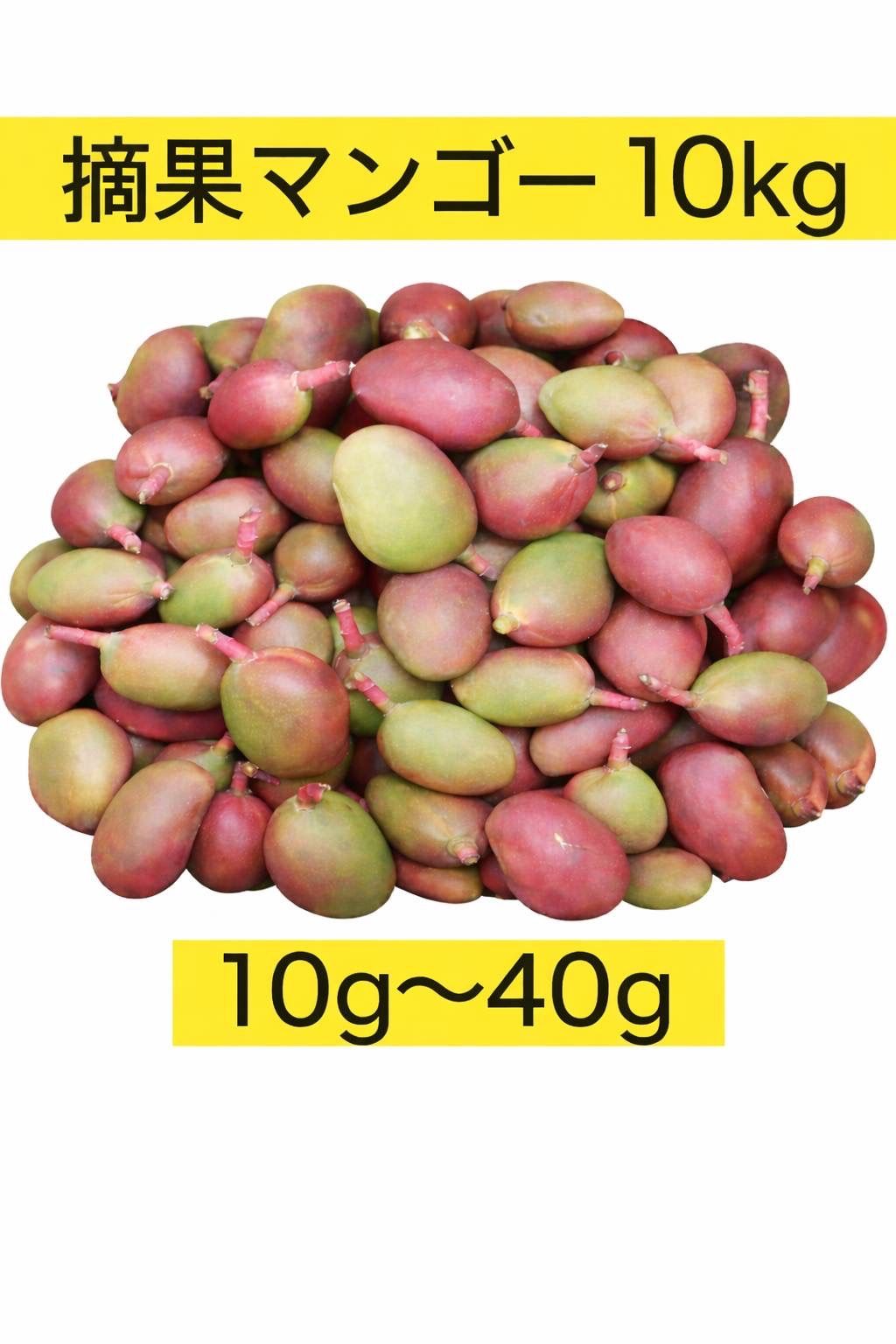 摘果マンゴー 15〜55g 10kg 【公式通販】