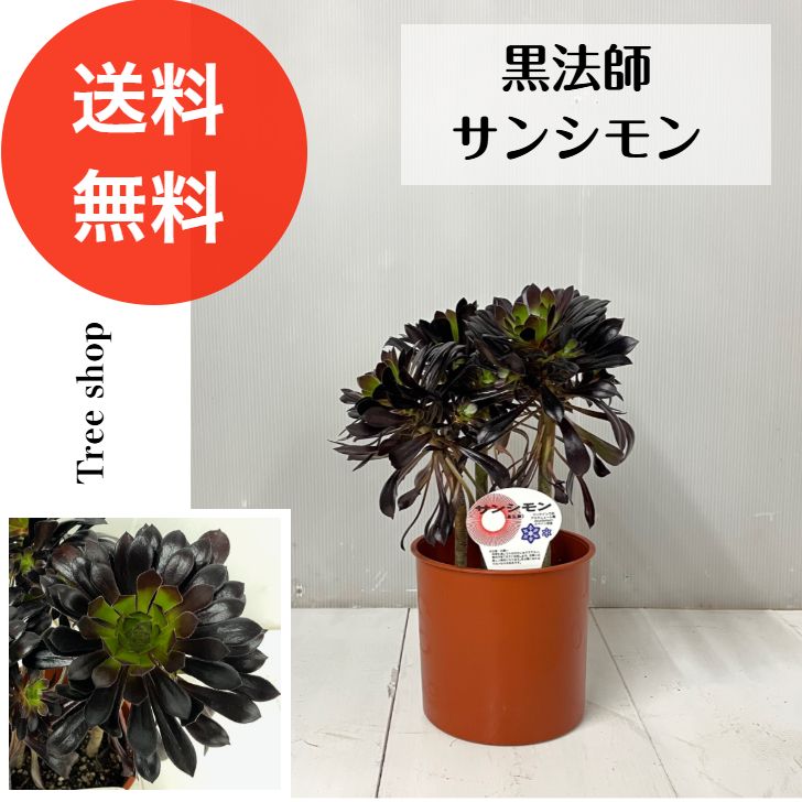 黒法師 【送料無料】サンシモン アエオニウム 18㎝プラ鉢 6号鉢 高さ